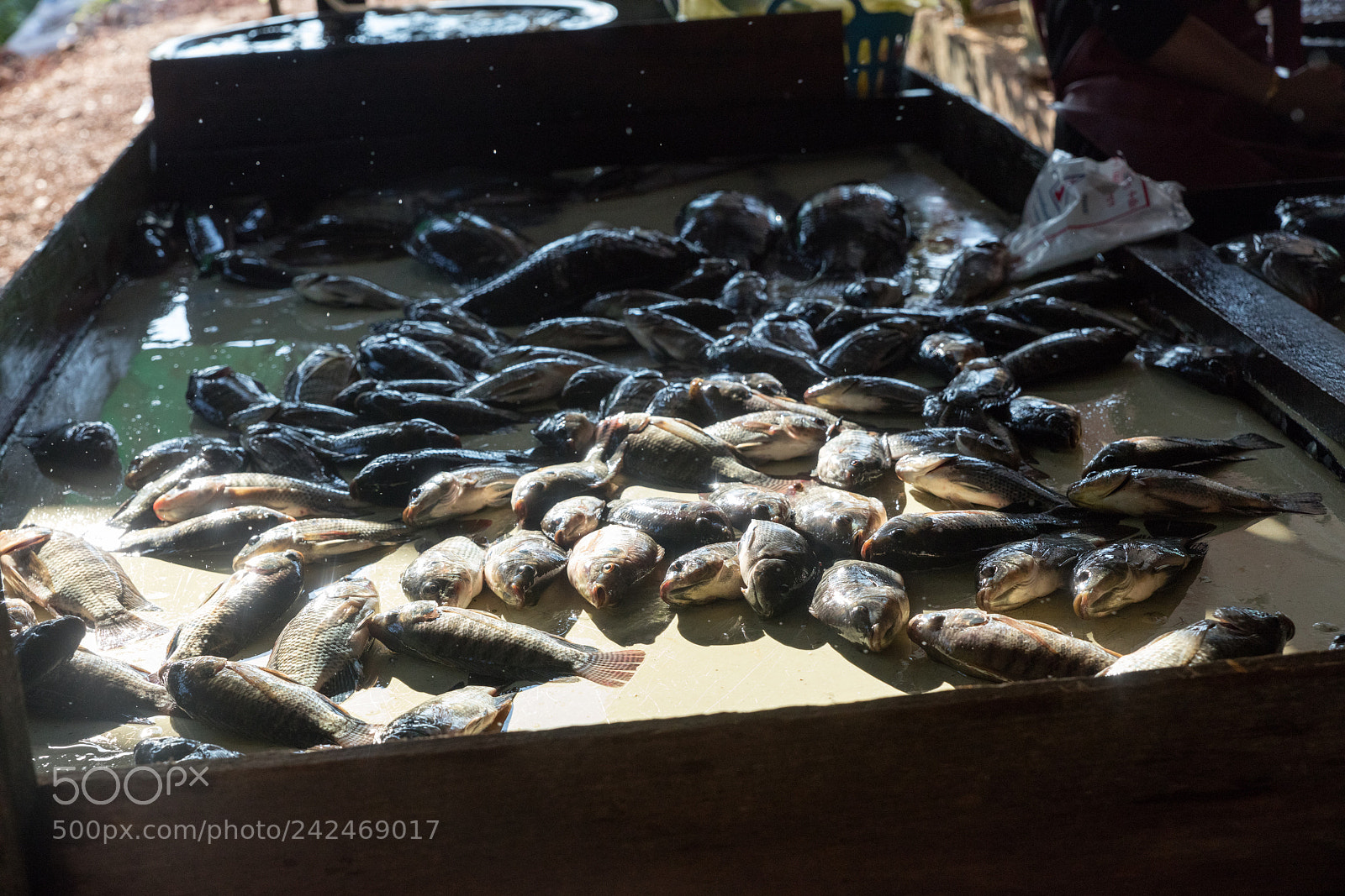 Canon EOS 5DS R sample photo. Da makai market photography