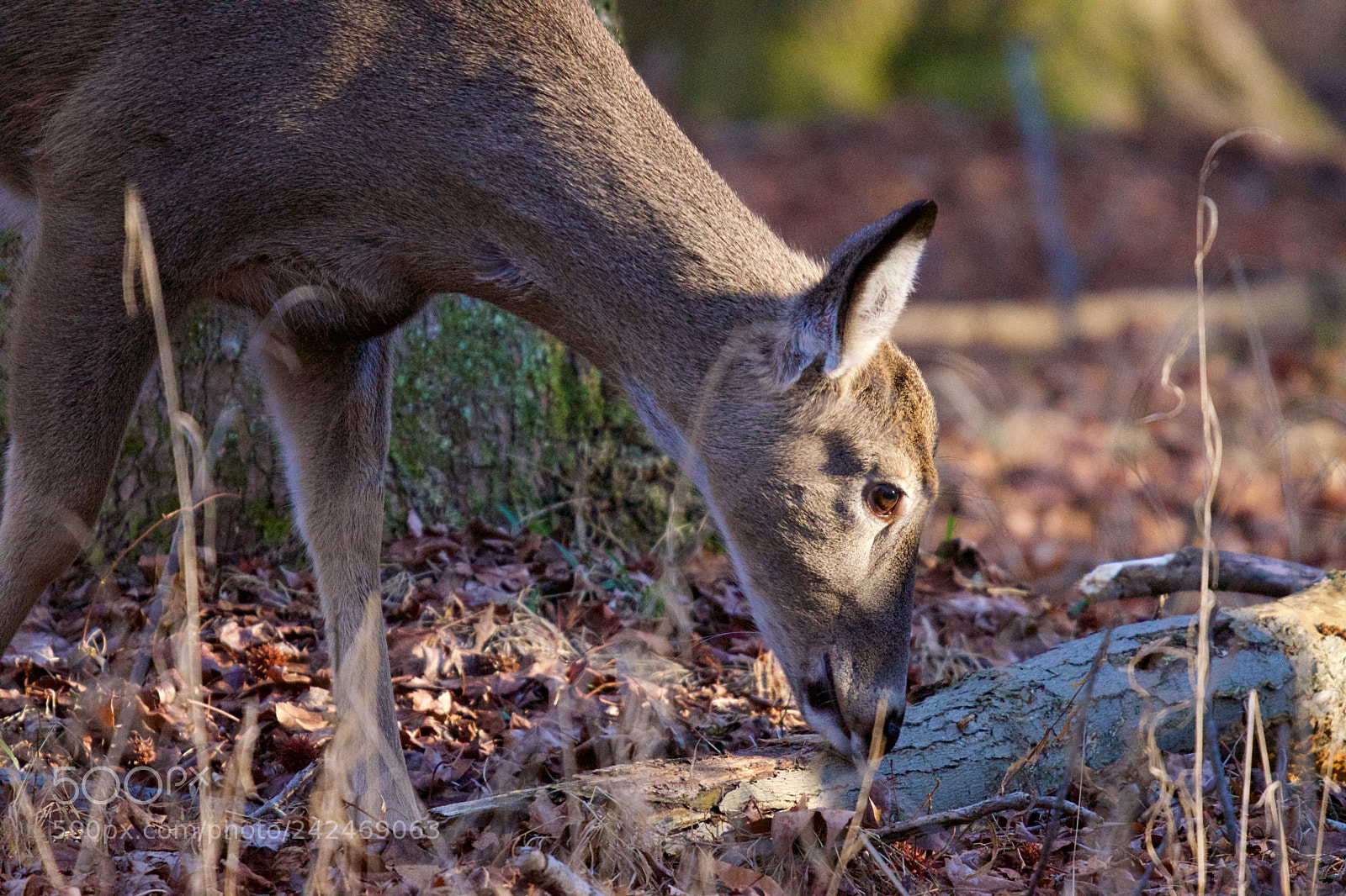 Nikon D5600 sample photo. Deer photography