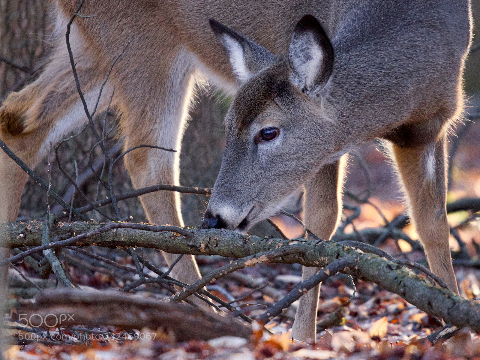 Nikon D5600 sample photo. Deer photography