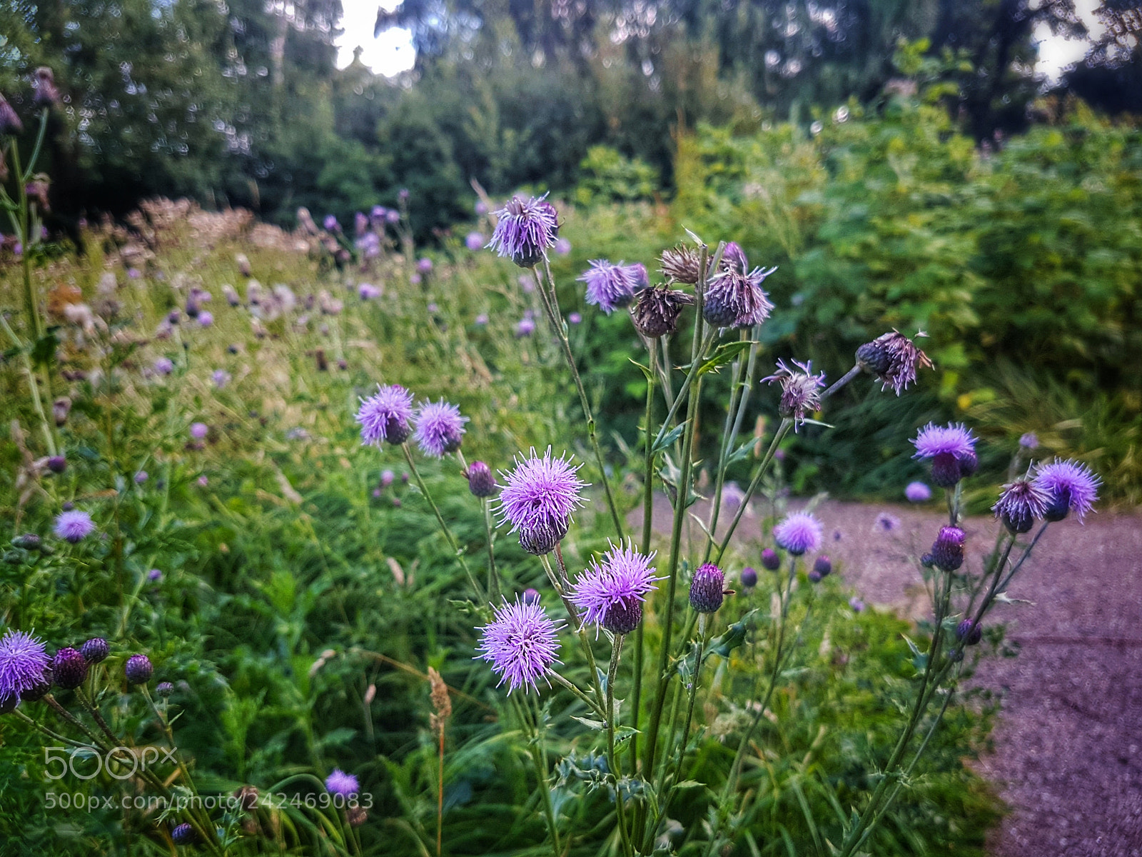 Samsung Galaxy S7 sample photo. Thistles in bloom photography