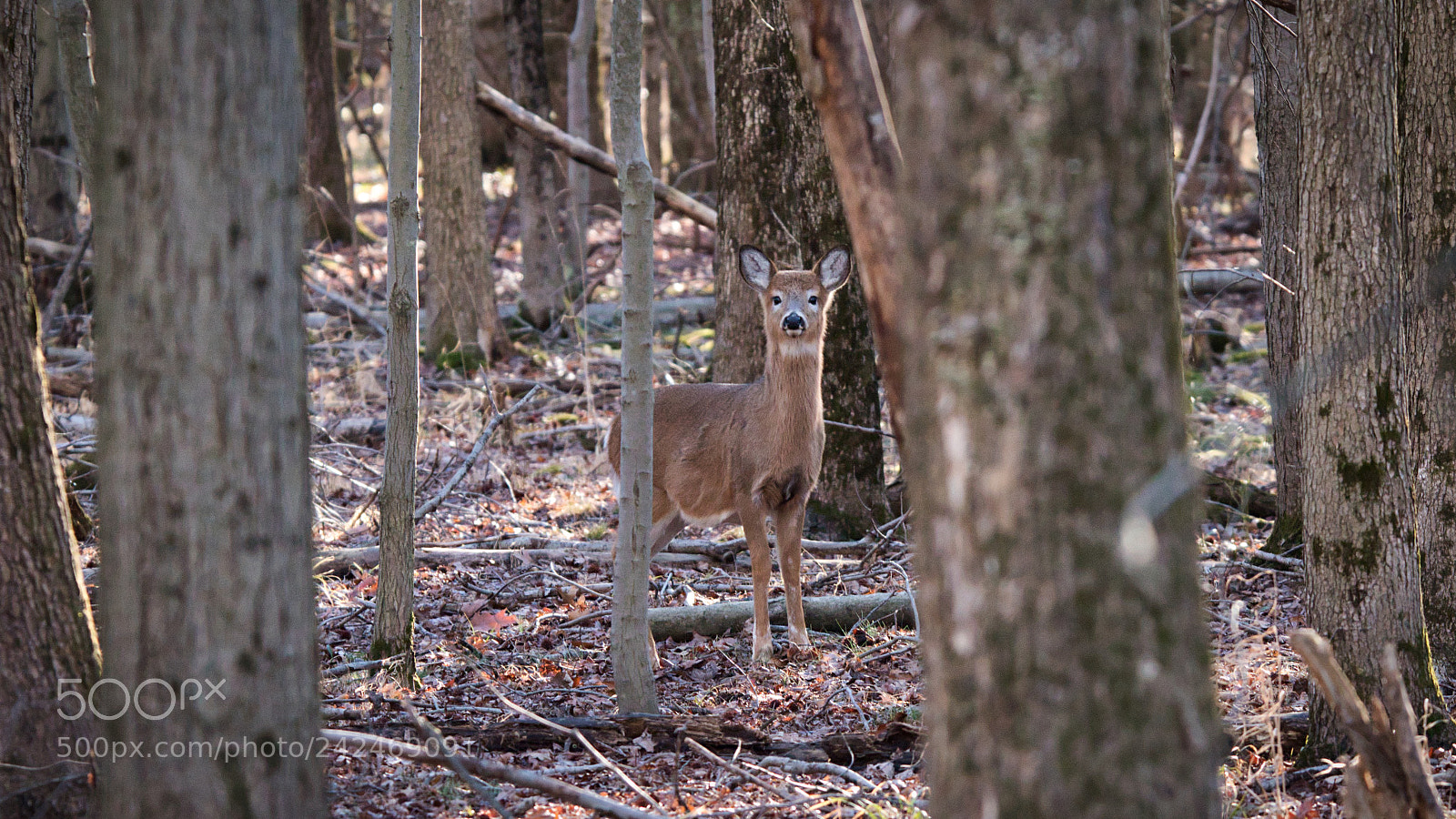 Nikon D5600 sample photo. Deer photography