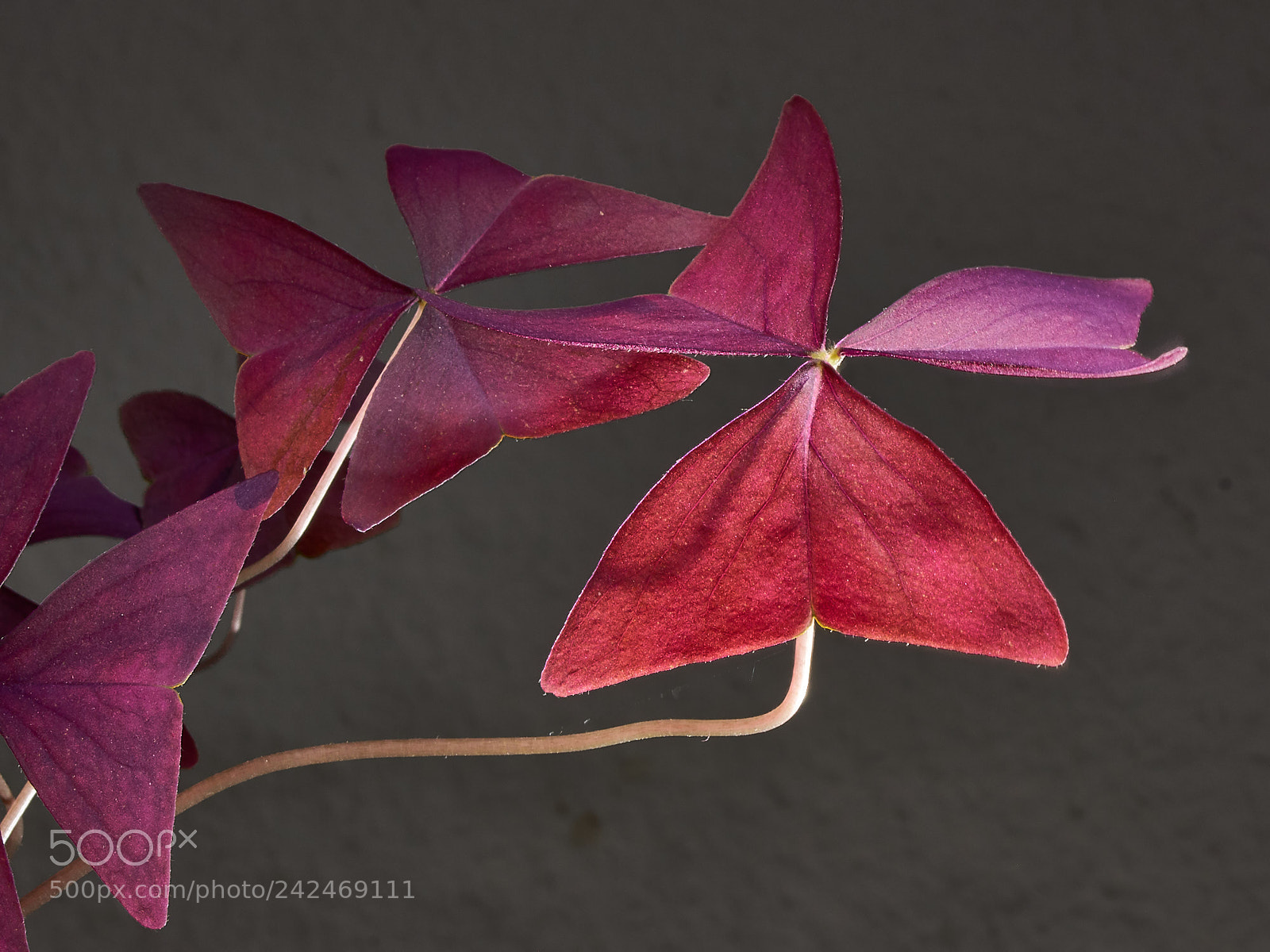 Sony SLT-A65 (SLT-A65V) sample photo. Oxalis triangularis photography