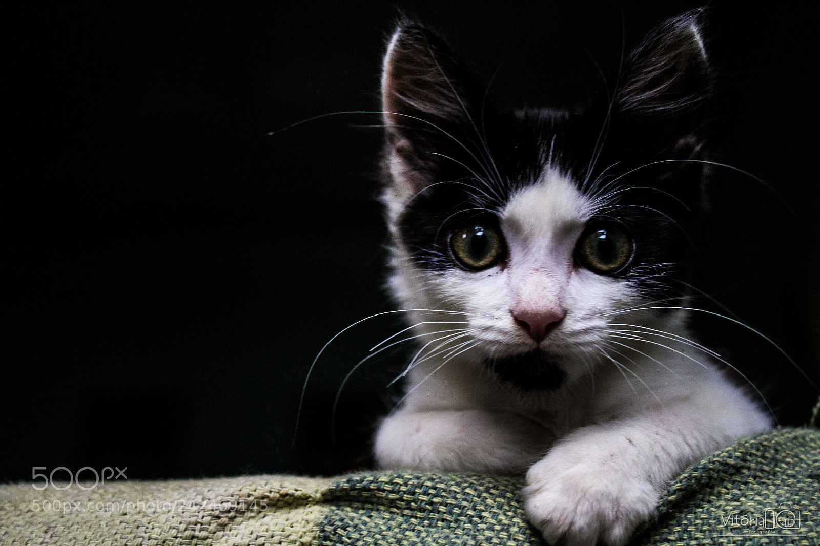 Canon EOS 1200D (EOS Rebel T5 / EOS Kiss X70 / EOS Hi) sample photo. Cat photography