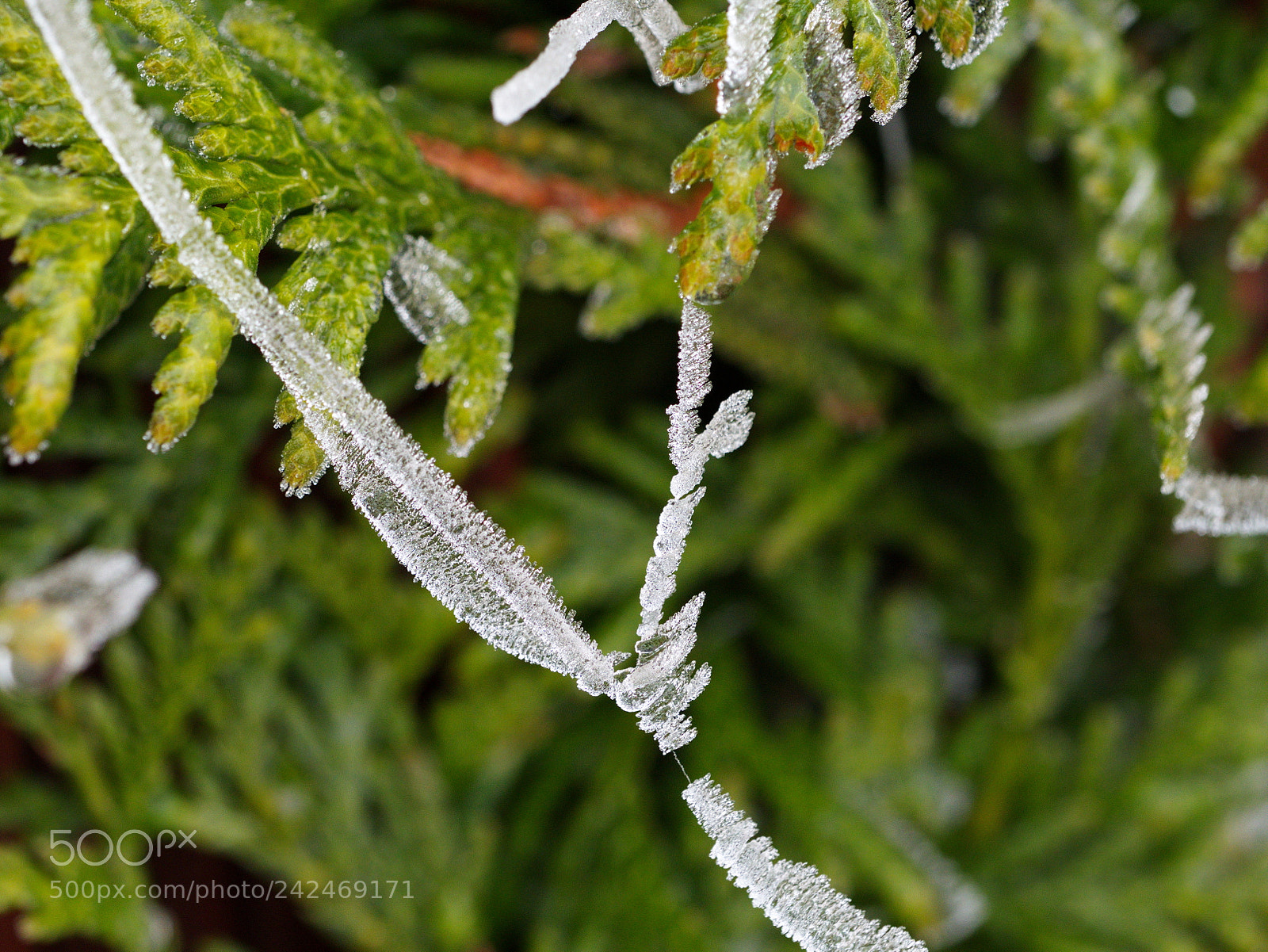 Panasonic Lumix DMC-GX8 sample photo. Necklace ice photography