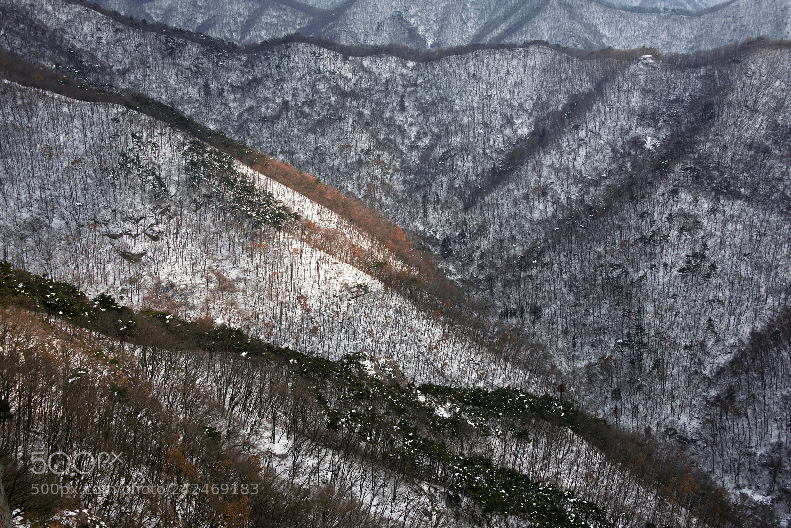 Nikon D810 sample photo. Winter color photography