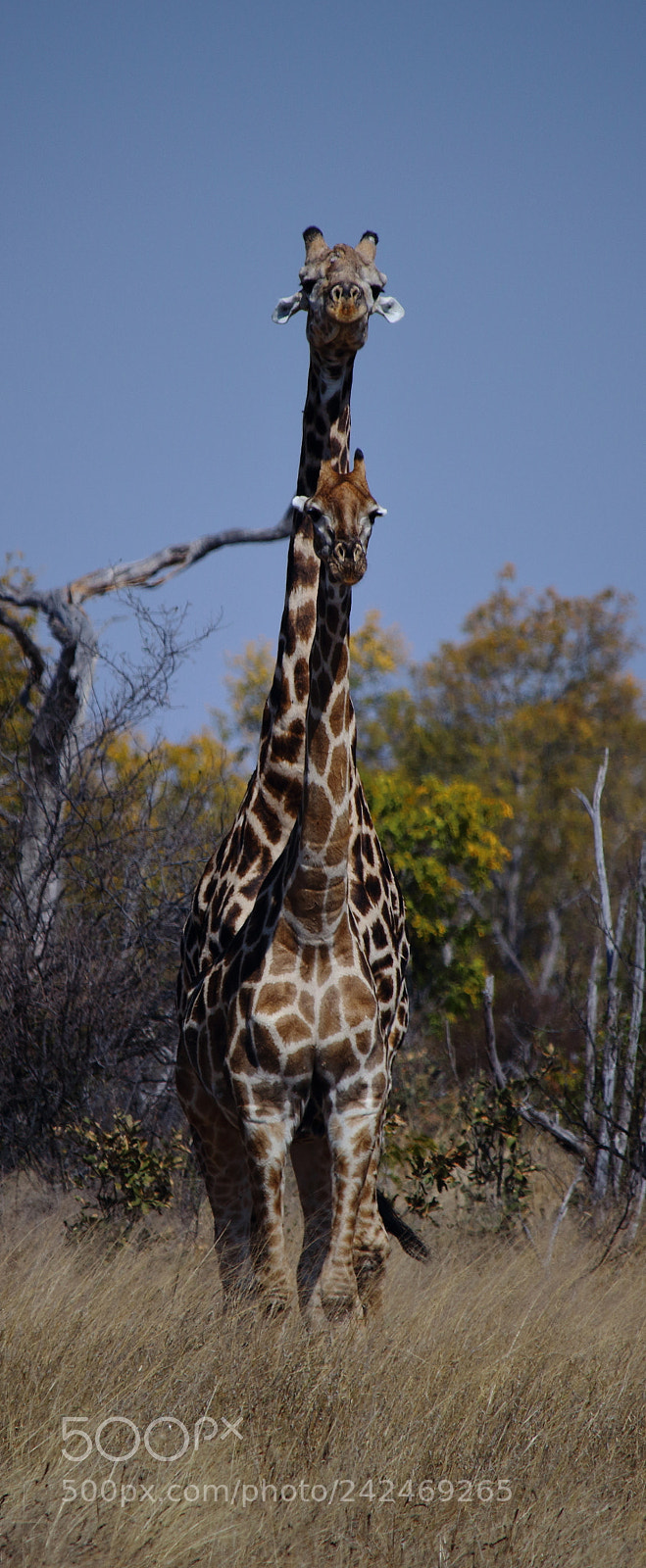 Canon EF-S 55-250mm F4-5.6 IS STM sample photo. Img photography