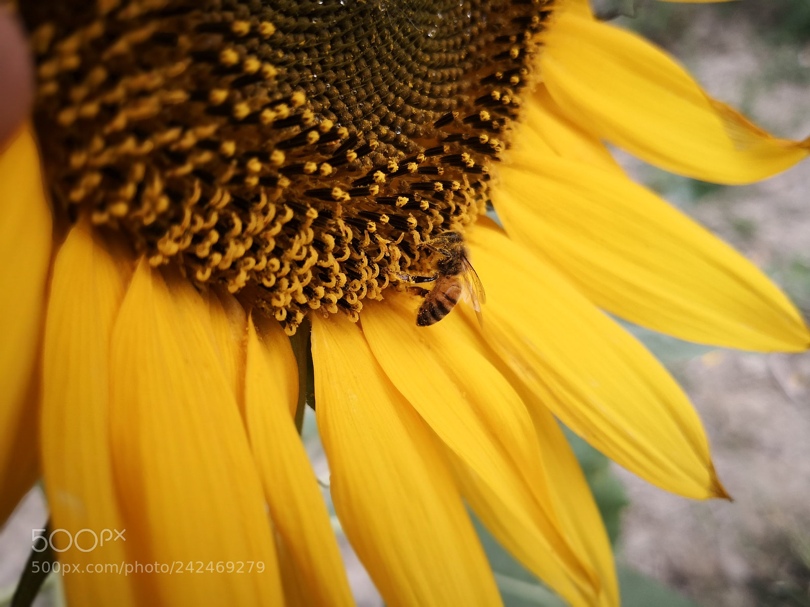 HUAWEI Mate 10 sample photo. Sunflower & the busy bee photography