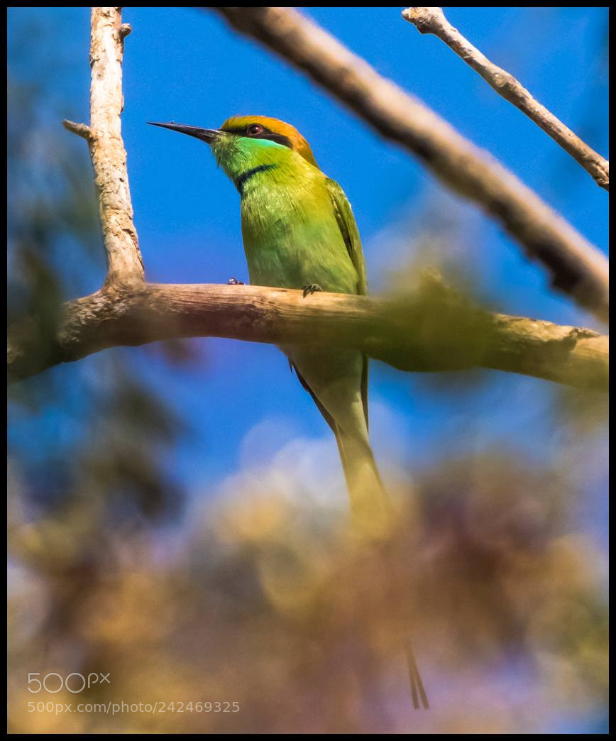 Canon EOS 7D Mark II sample photo. Bee eater photography