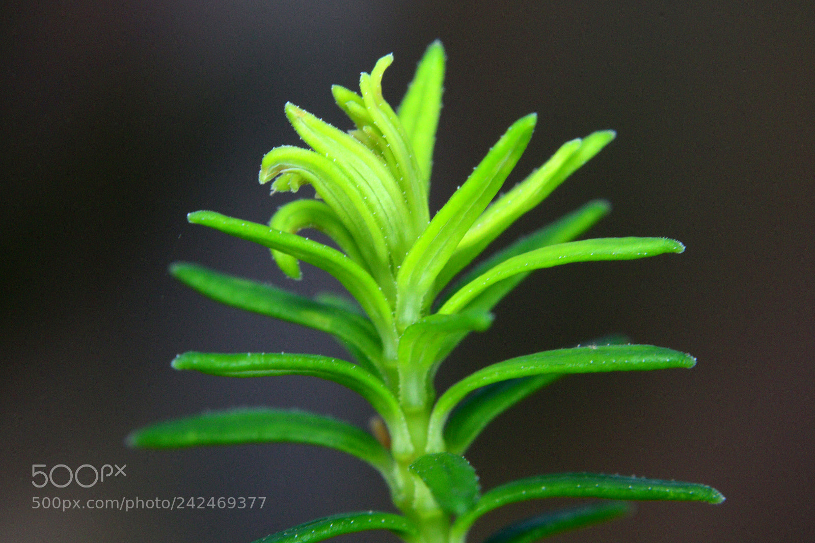 Canon EOS 7D Mark II sample photo. Macro photography