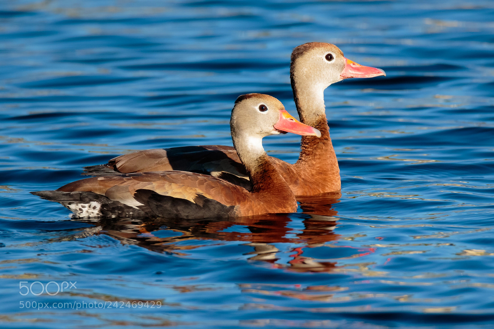 Canon EOS 7D Mark II sample photo. A pair of ducks photography
