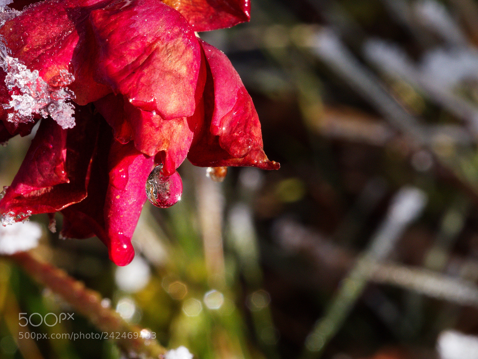 Panasonic Lumix DMC-GX8 sample photo. A rose in winter photography