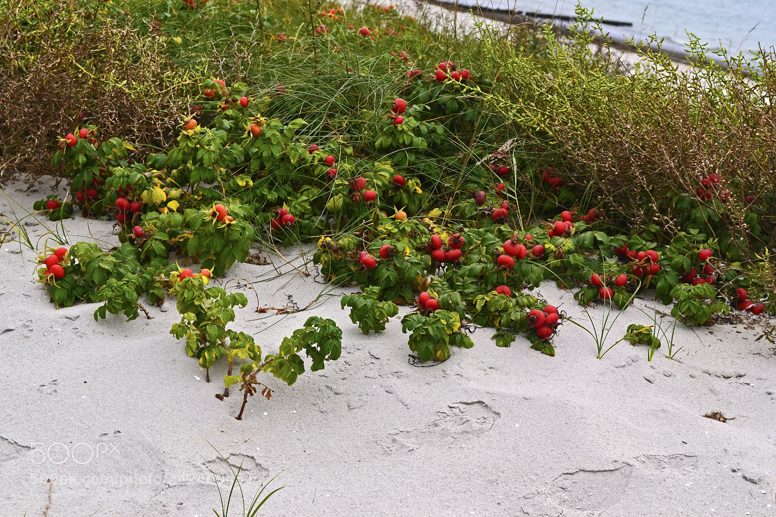 Nikon D3100 sample photo. Dog roses on the photography