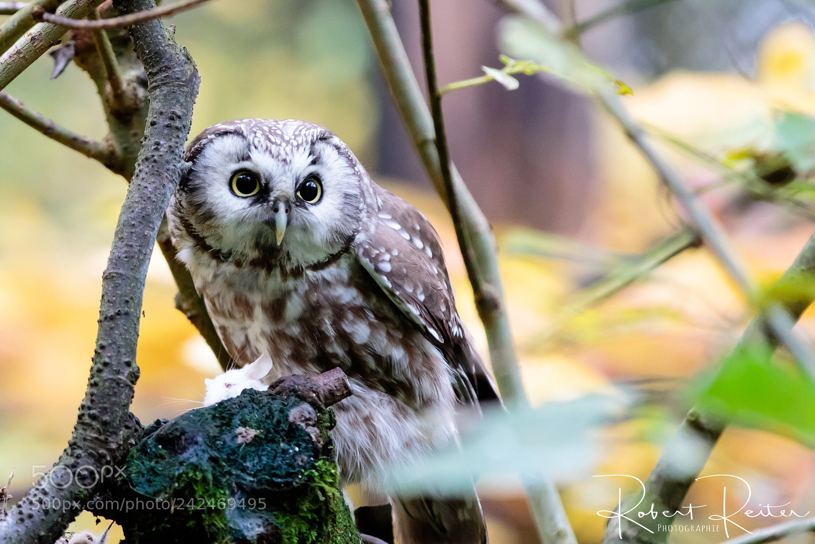 Canon EOS 7D Mark II sample photo. Boreal owl photography