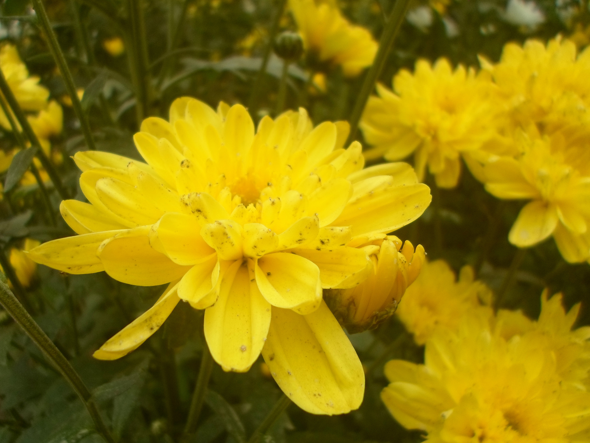 Samsung ST66 / ST68 sample photo. Flower photography