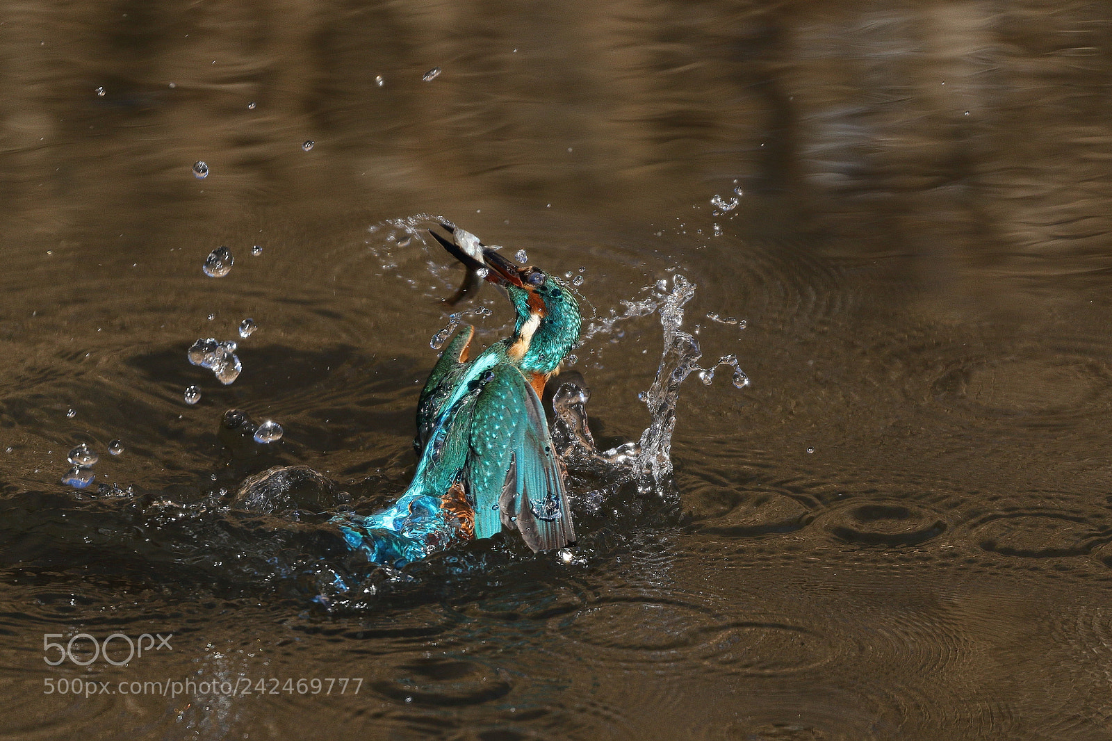 Canon EOS 7D Mark II sample photo. Kingfisher 8139 photography