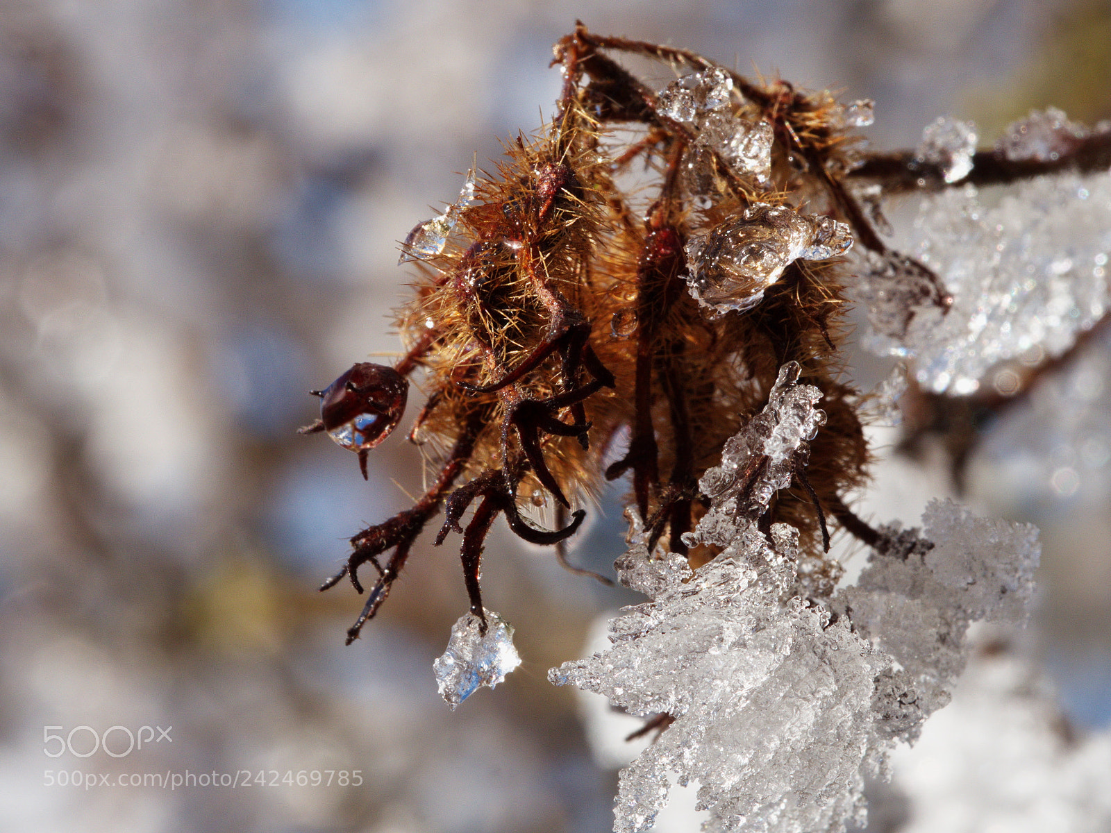 Panasonic Lumix DMC-GX8 sample photo. Winter time photography
