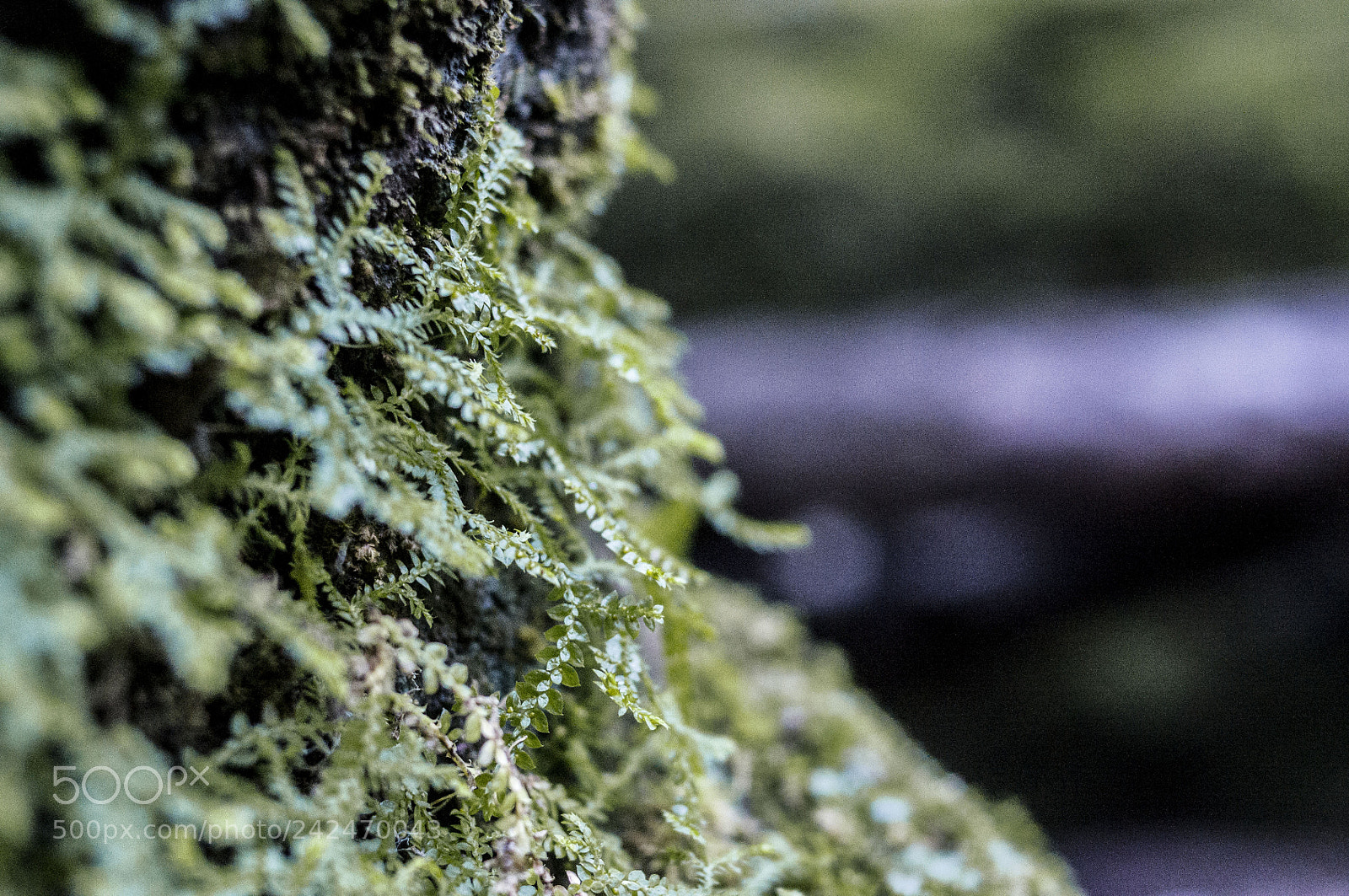 Pentax K-x sample photo. Briophyta photography