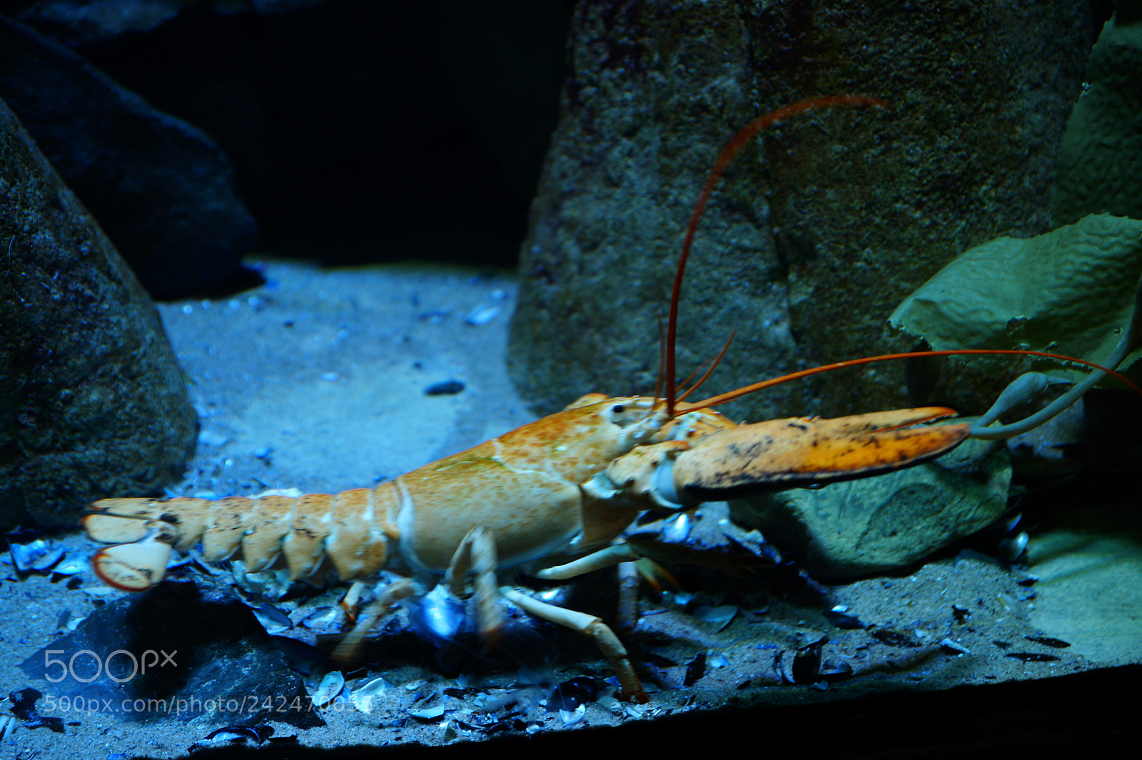 Sony SLT-A99V sample photo. Kreeft photography