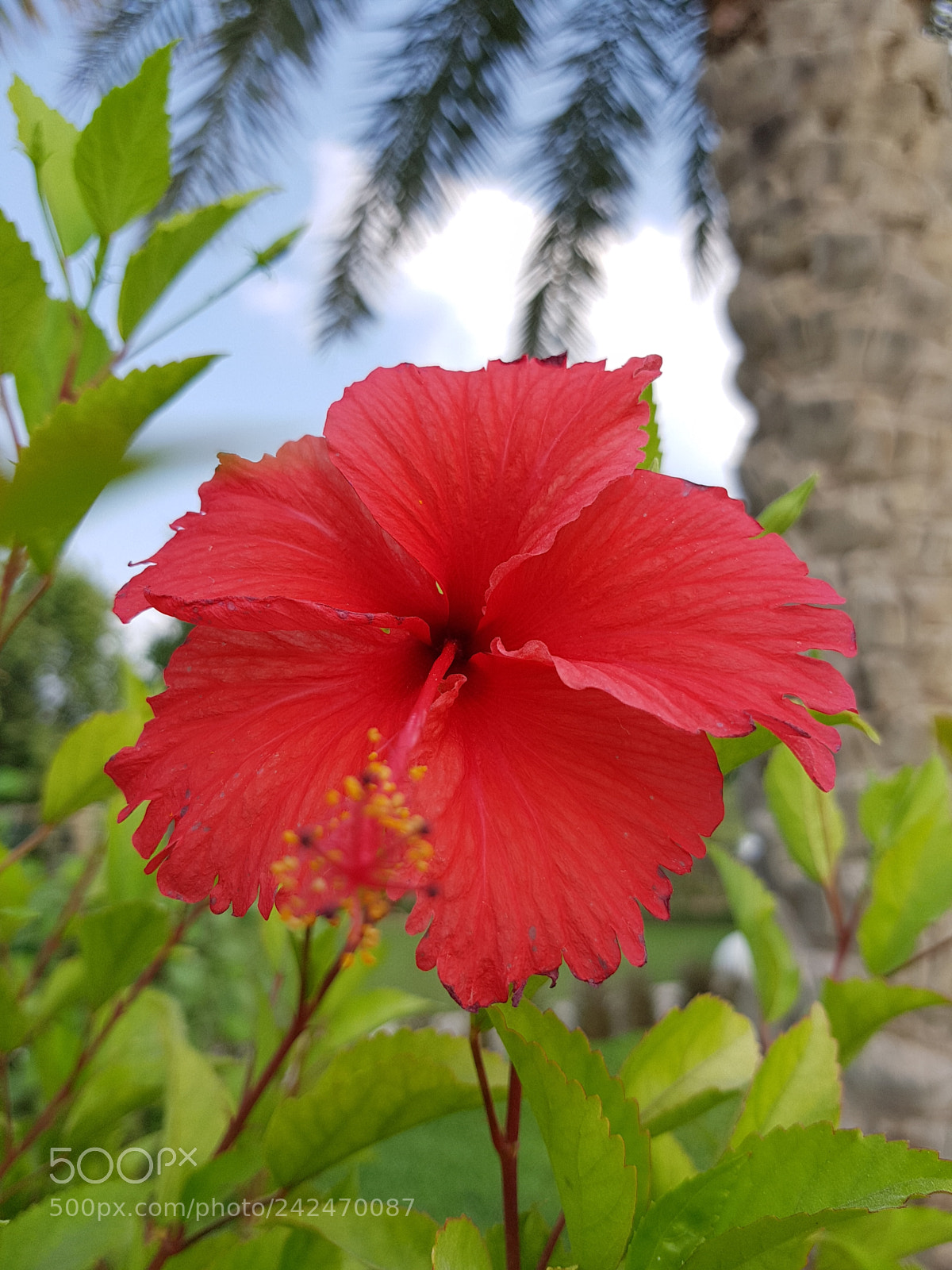 Samsung Galaxy S7 Edge sample photo. Untitled photography