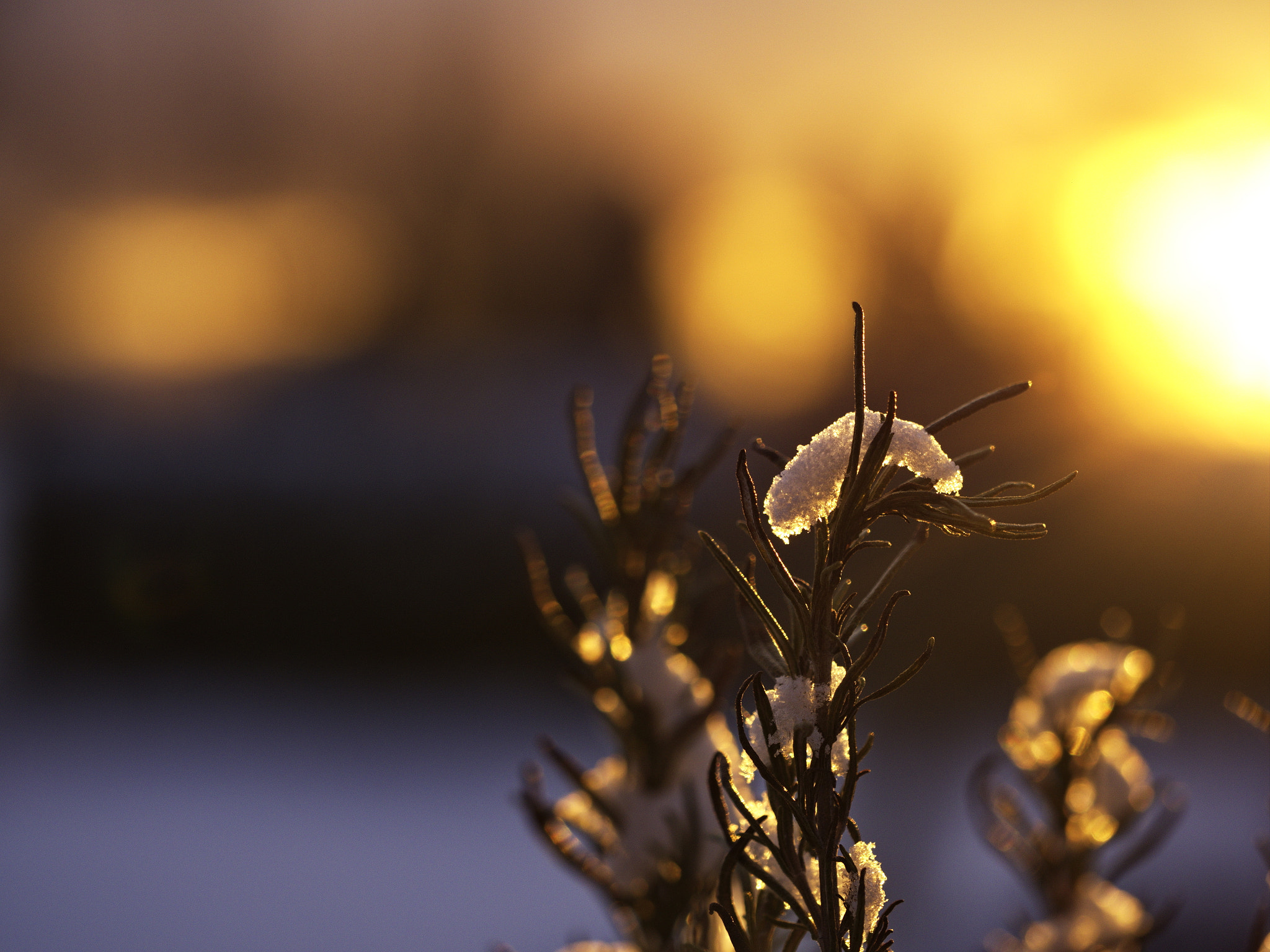 Panasonic Lumix DMC-GX8 sample photo. Winter time photography
