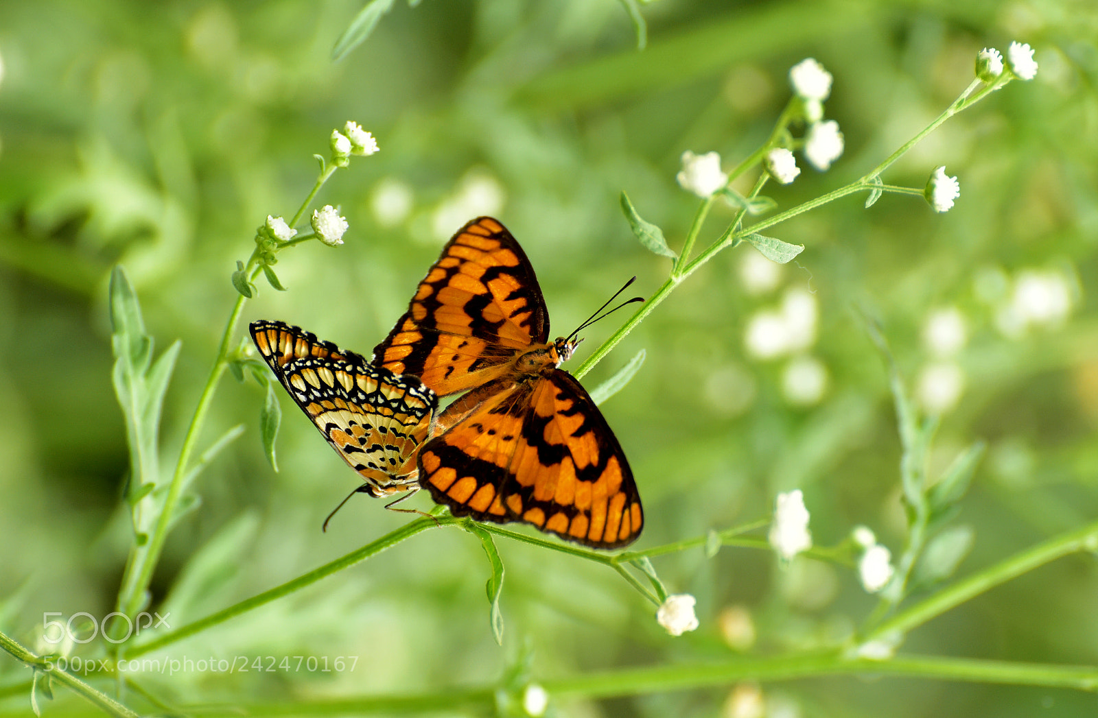 Nikon D750 sample photo. Twin butterflies.... photography