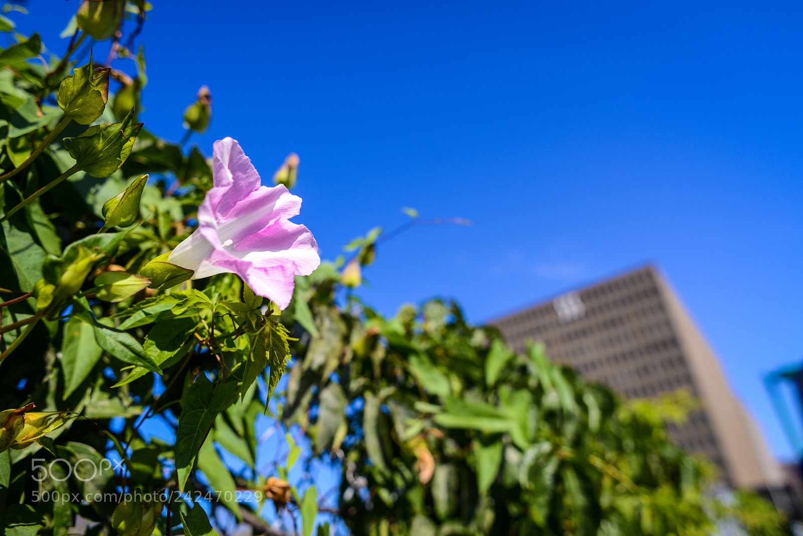 Nikon D600 sample photo. Street flowers photography