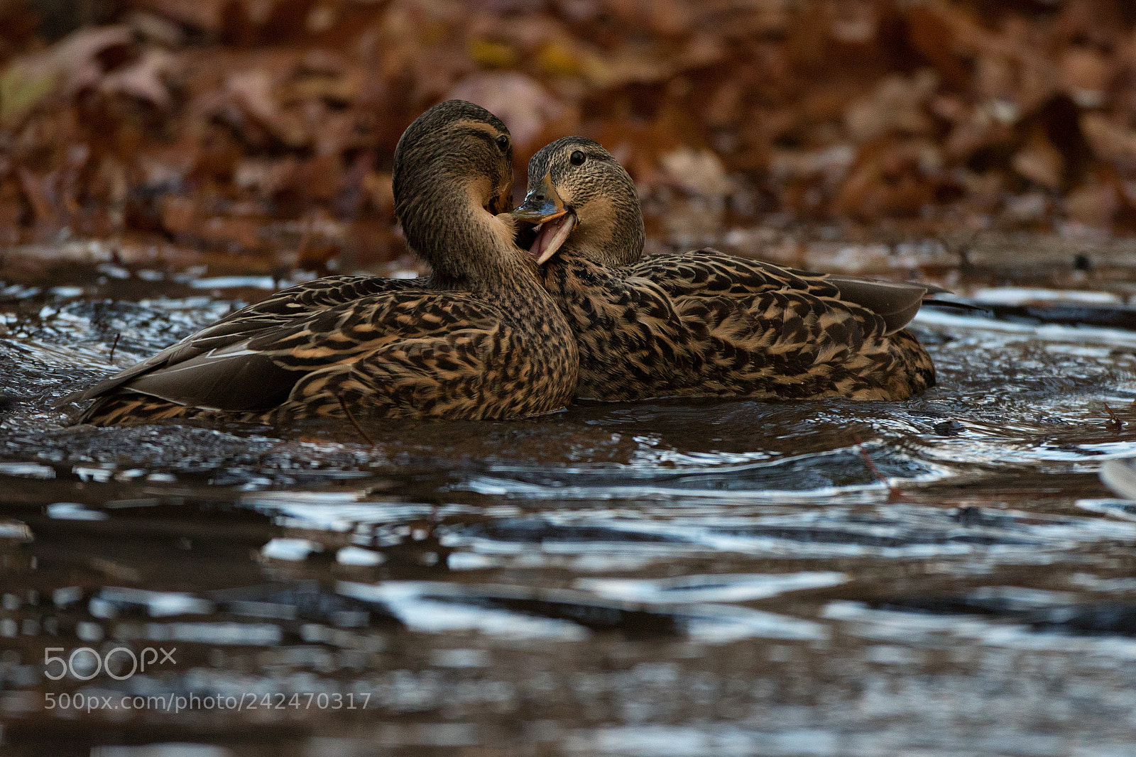 Canon EOS 7D Mark II sample photo. Mallard hen fight photography