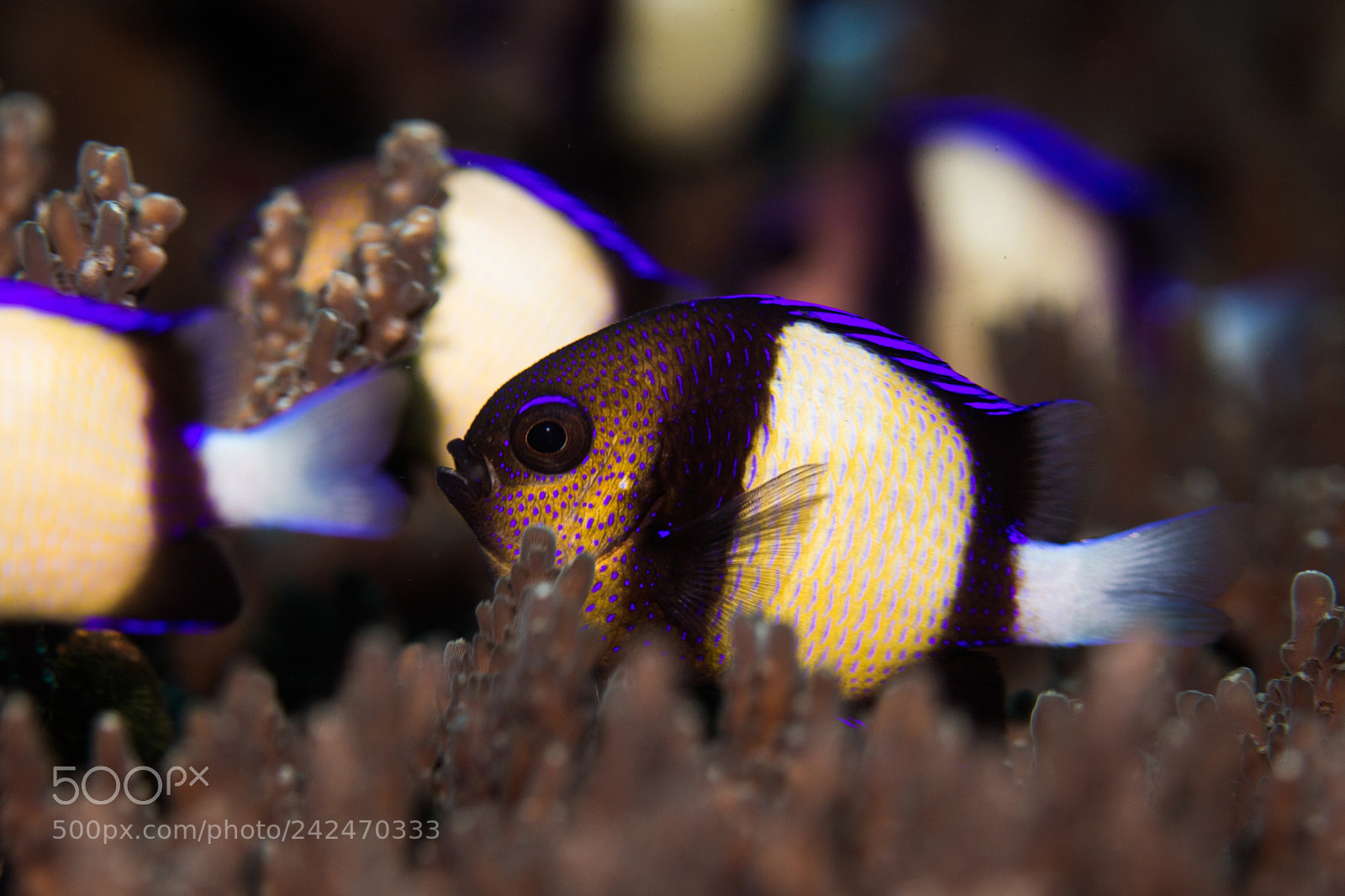 Canon EOS 750D (EOS Rebel T6i / EOS Kiss X8i) sample photo. Underwater macro of a photography