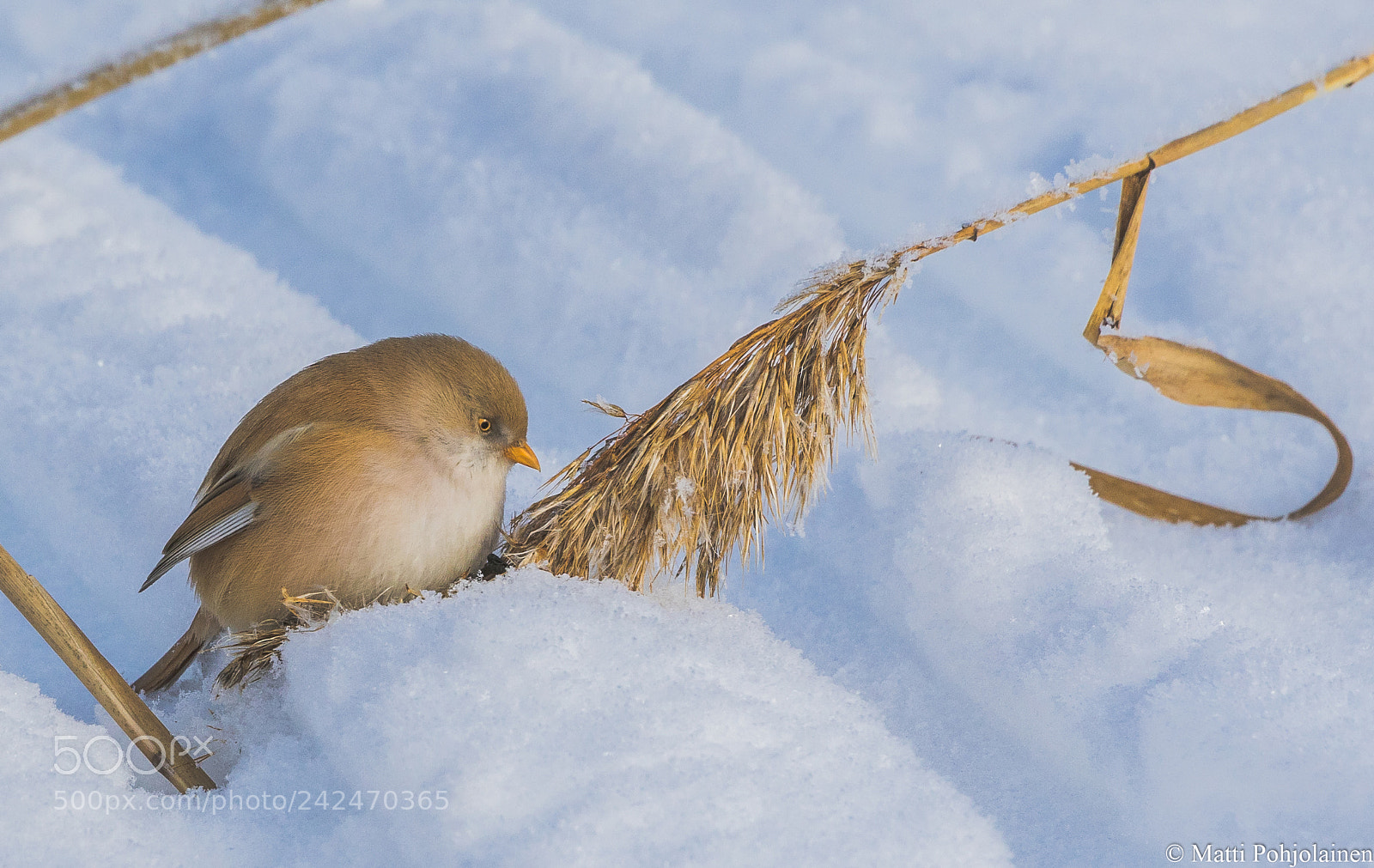 Canon EOS 7D Mark II sample photo. Bearded reedling photography