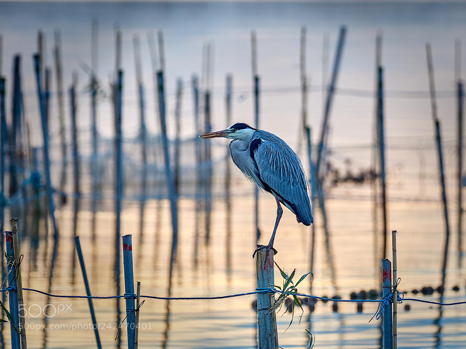 Olympus OM-D E-M1 Mark II sample photo. Ardea cinerea photography
