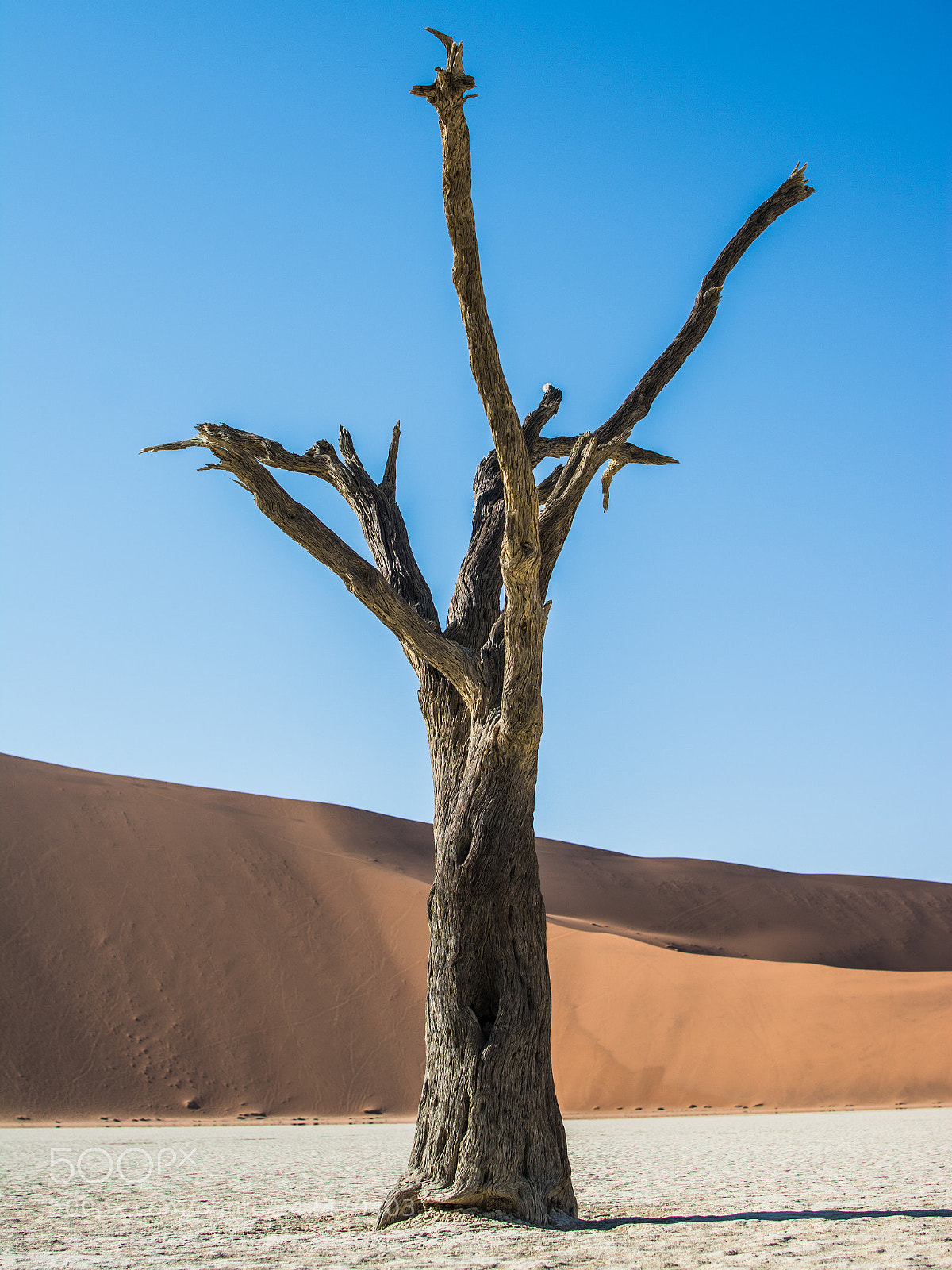 Nikon D7100 sample photo. Lonesome tree photography