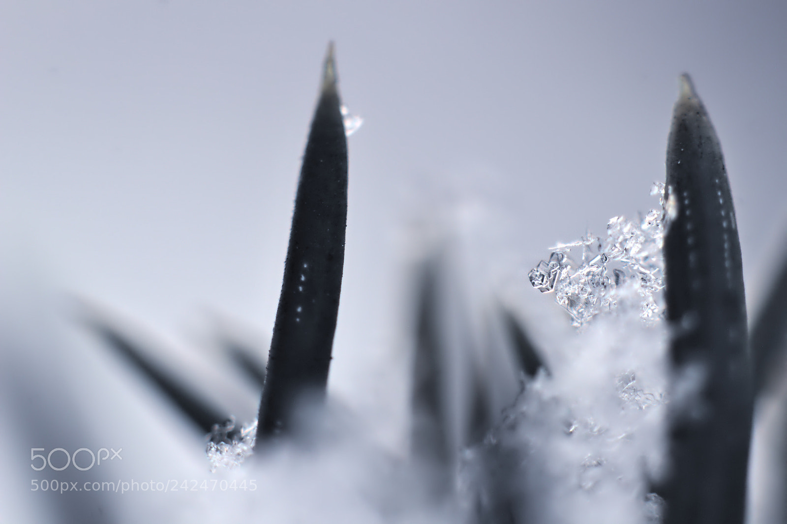Canon EOS 550D (EOS Rebel T2i / EOS Kiss X4) + Canon EF 50mm F1.8 II sample photo. Snow flake flower on photography