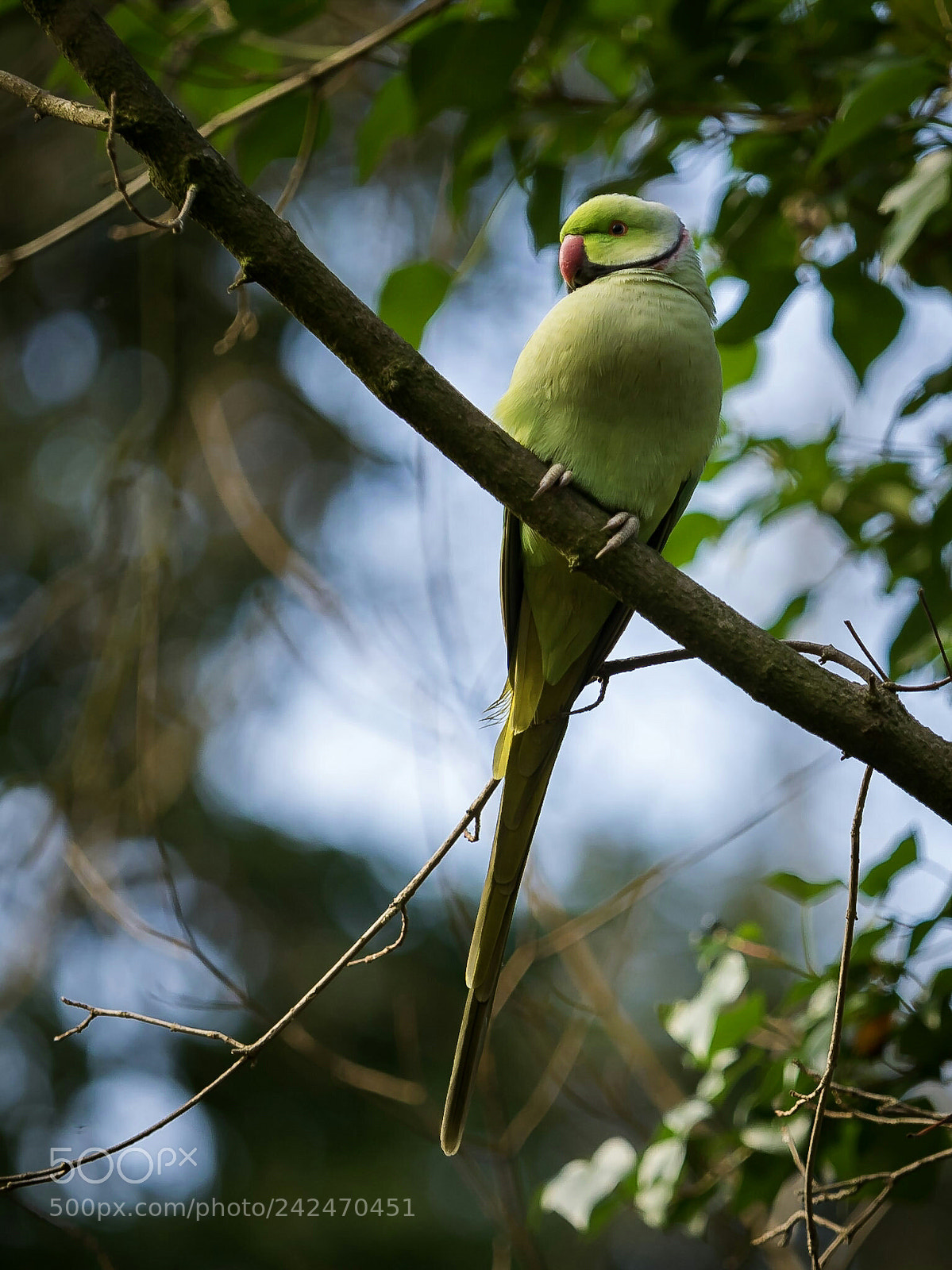 Olympus OM-D E-M1 sample photo. Rose-ringed parakeet photography
