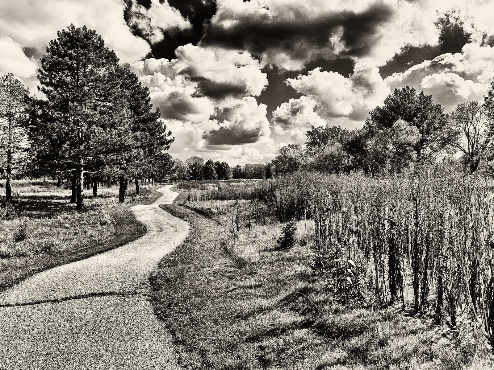 Olympus OM-D E-M10 II sample photo. The path photography