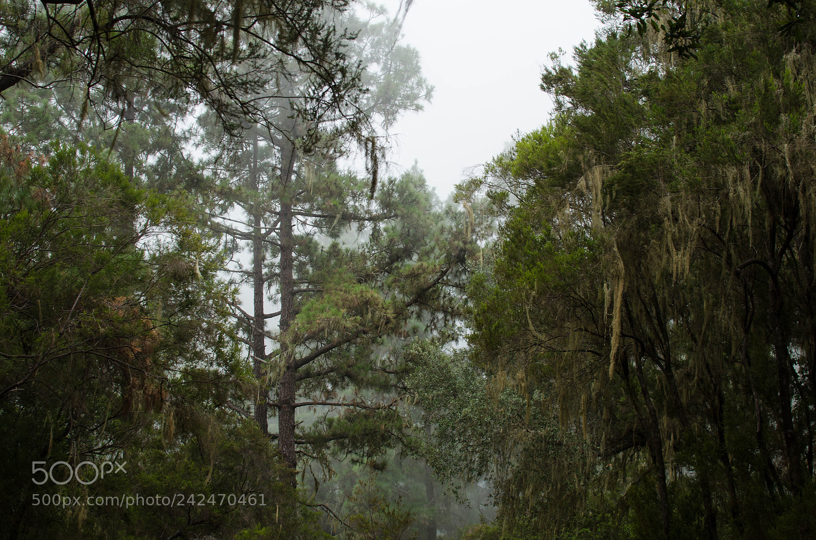 Nikon D5100 sample photo. Old forest photography