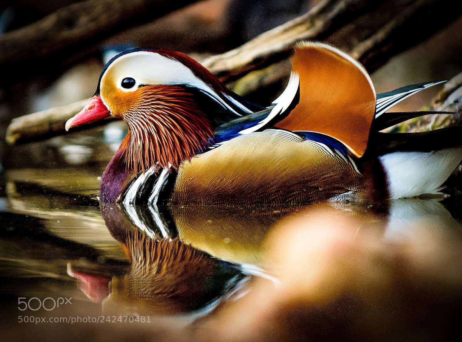 Nikon D800 sample photo. Mandarin duck... photography