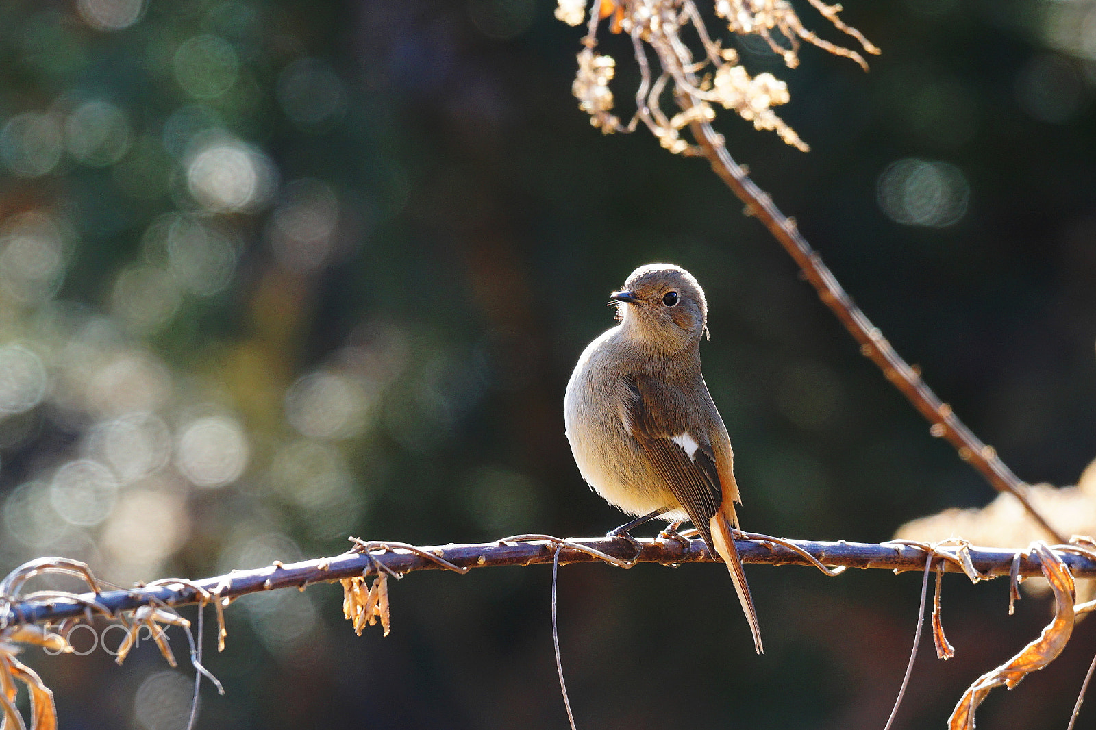 Sony 70-400mm F4-5.6 G SSM II sample photo. (cute daurian redstart) photography