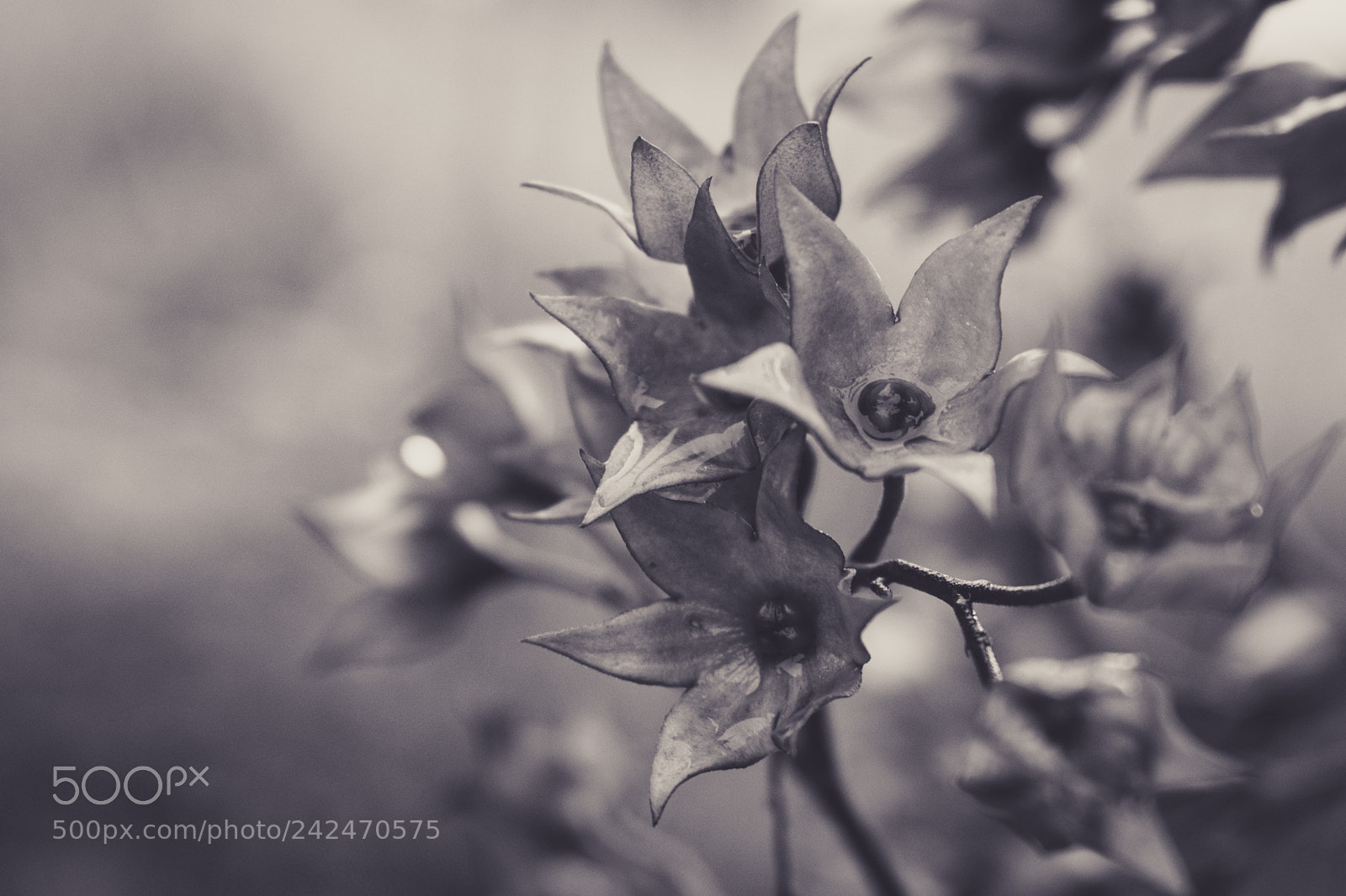 Nikon D3400 sample photo. Previous life black&white photography