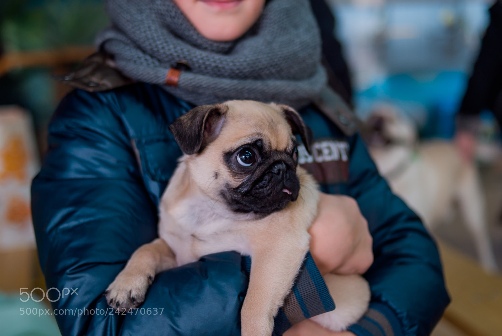 Nikon D200 sample photo. Little mia on a photography