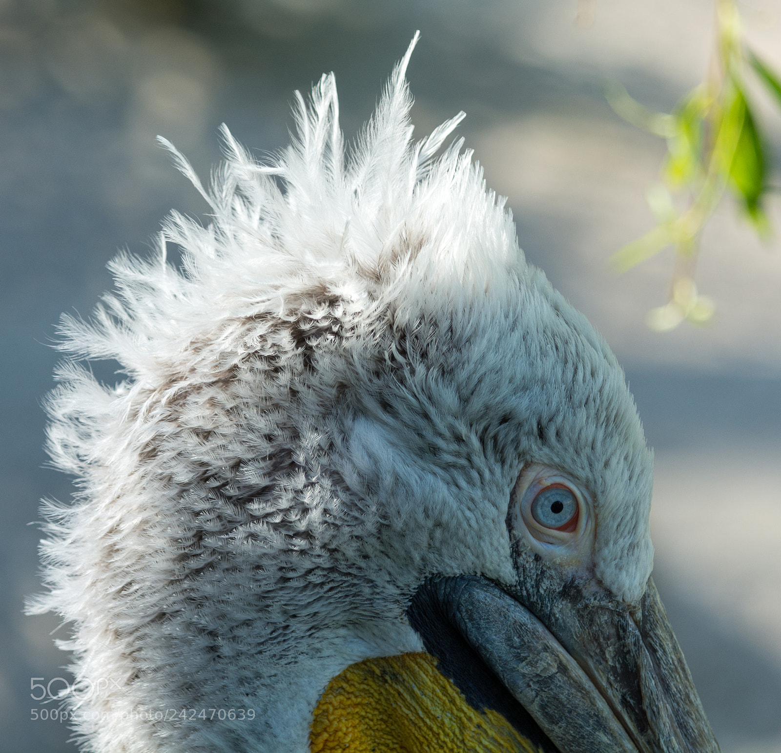Nikon D7100 sample photo. Bad hair day :-) photography