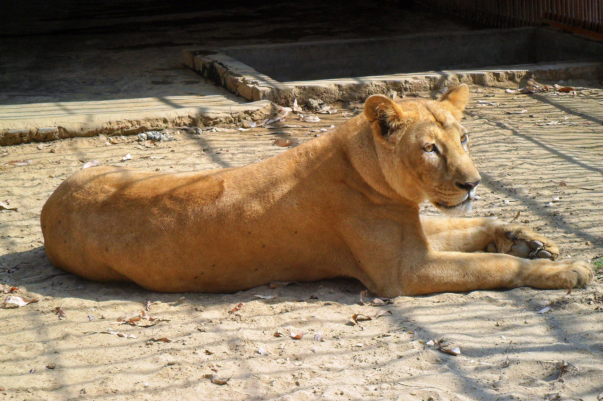 Samsung ES73 / VLUU ES73 /  SL605 sample photo. Asiatic lion (female), chittagong zoo photography
