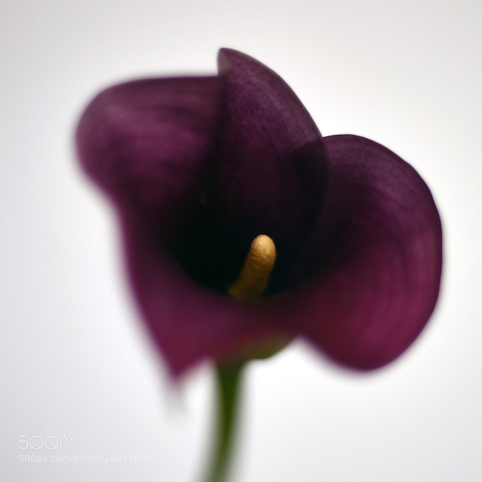 Nikon D810 sample photo. Lilly photography