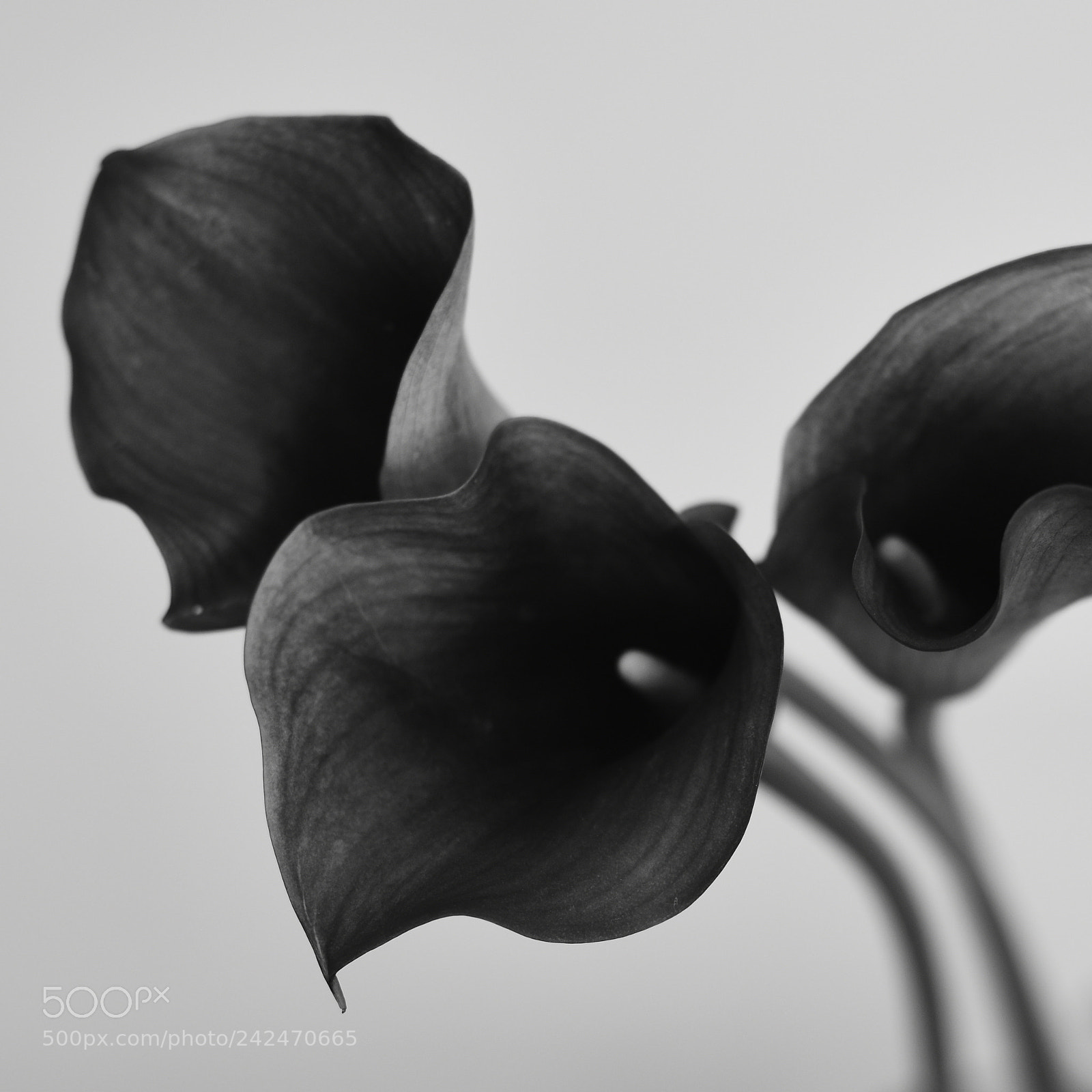 Nikon D810 sample photo. Lilly black and white photography