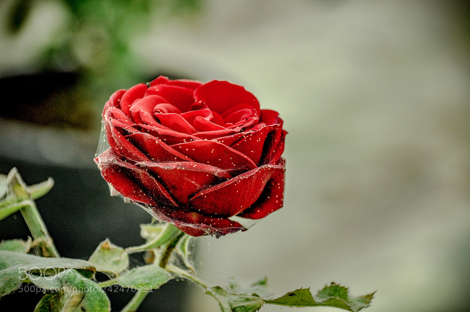 Nikon D90 sample photo. Untitled photography