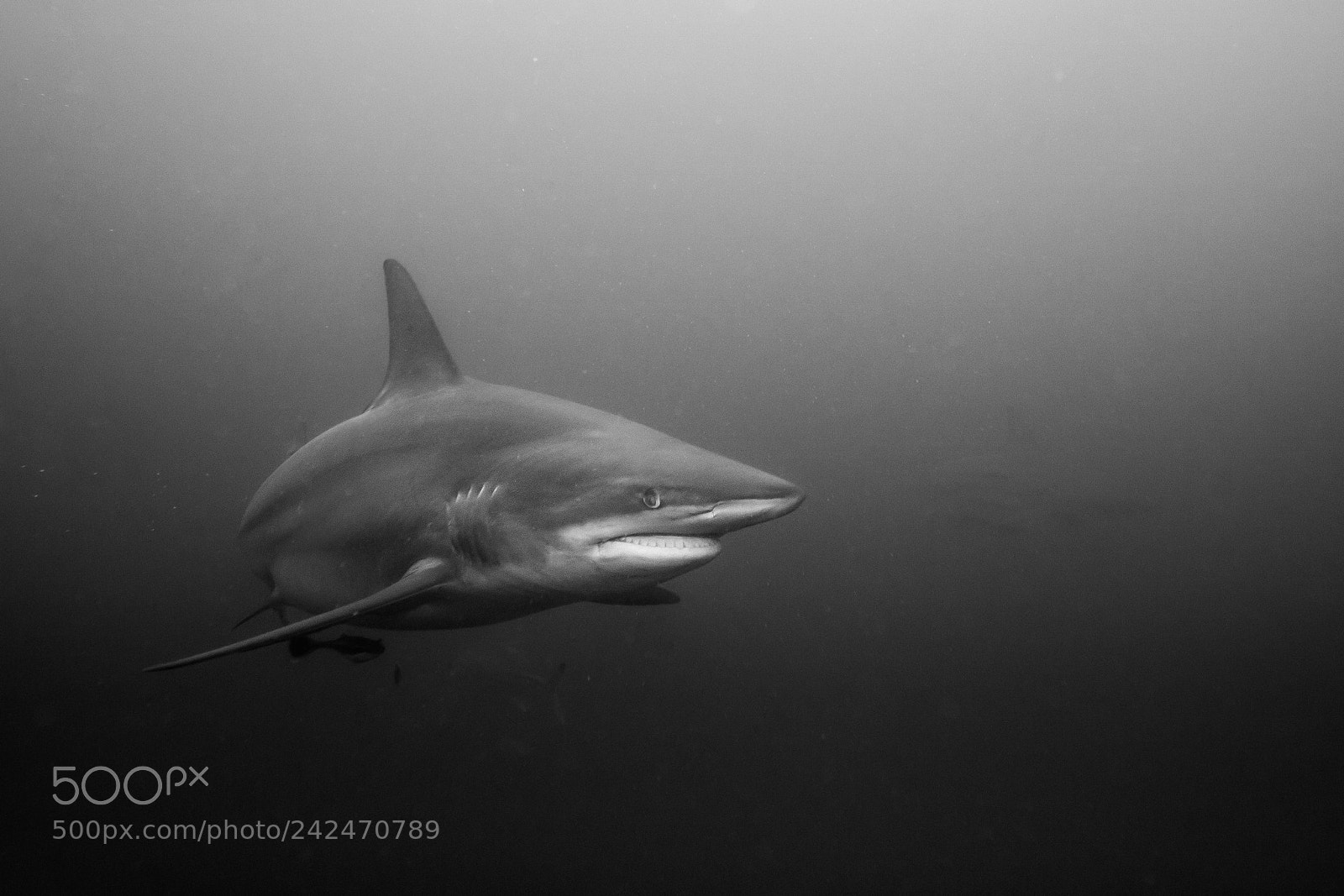 Canon EOS 750D (EOS Rebel T6i / EOS Kiss X8i) sample photo. Pelagic black-tip shark in photography