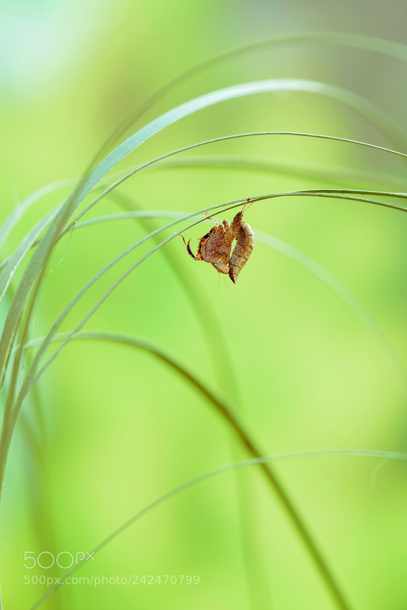 Nikon D800E sample photo. Untitled photography