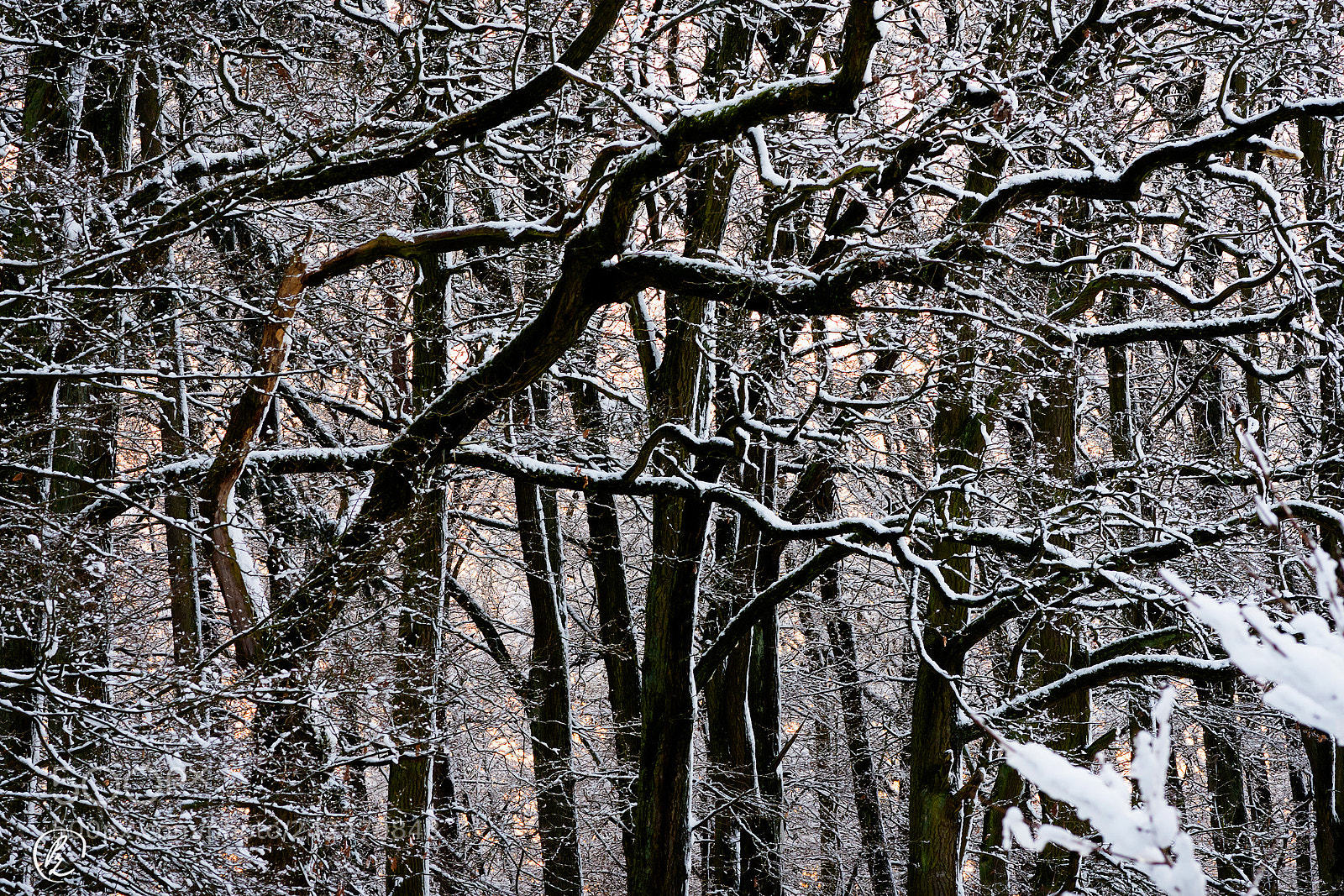 Nikon D7200 sample photo. Winter forest with fresh photography