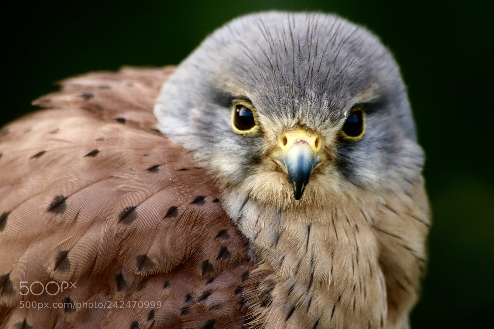 Canon EOS 750D (EOS Rebel T6i / EOS Kiss X8i) sample photo. Bird portrait photography