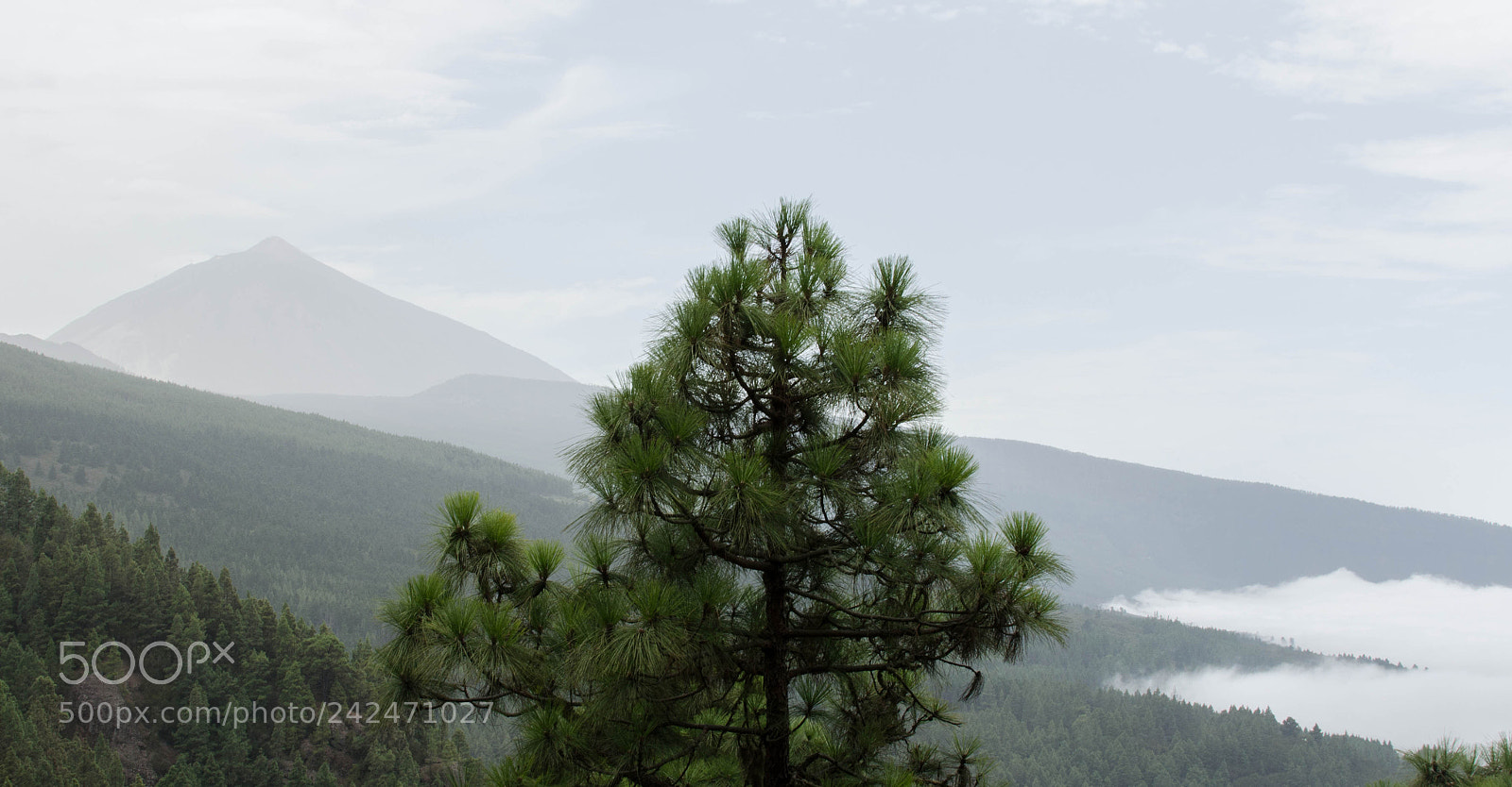 Nikon D5100 sample photo. Fog is coming photography