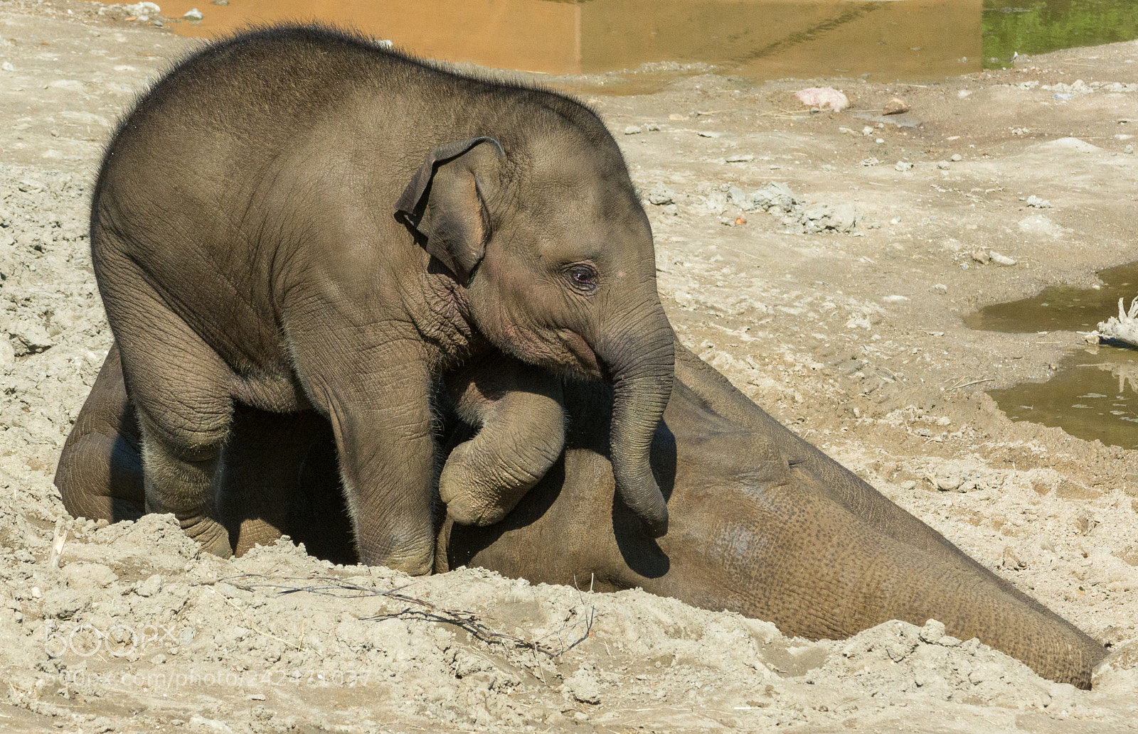 Nikon D7100 sample photo. Playtime :-) photography